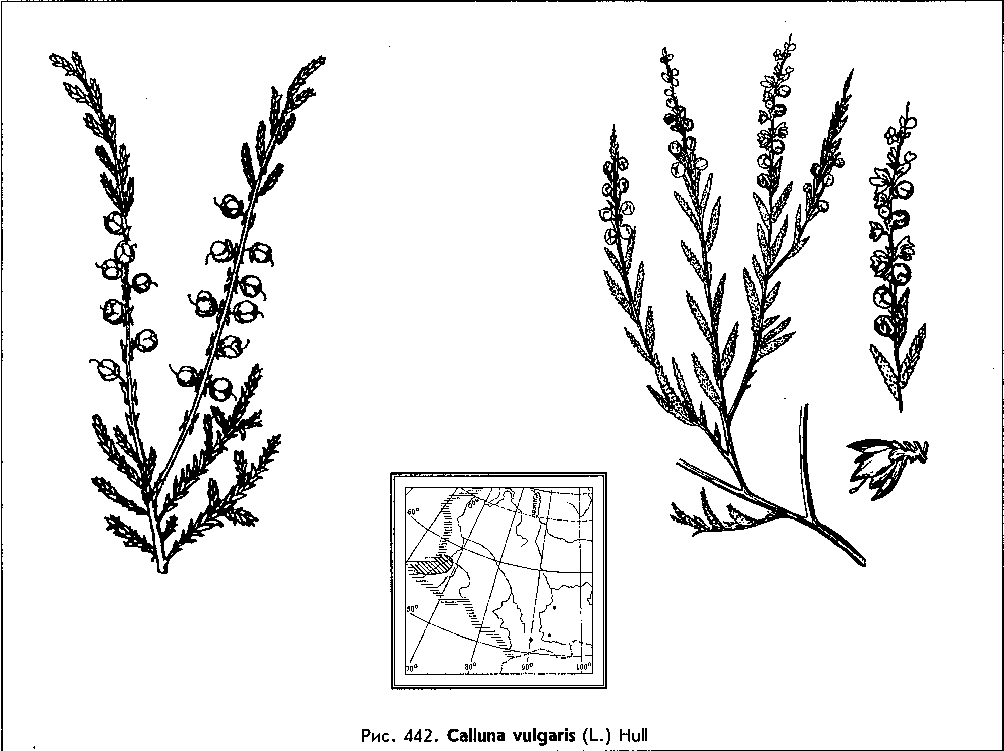 Calluna vulgaris (L.) Hull — Вереск обыкновенный (О) Callun11