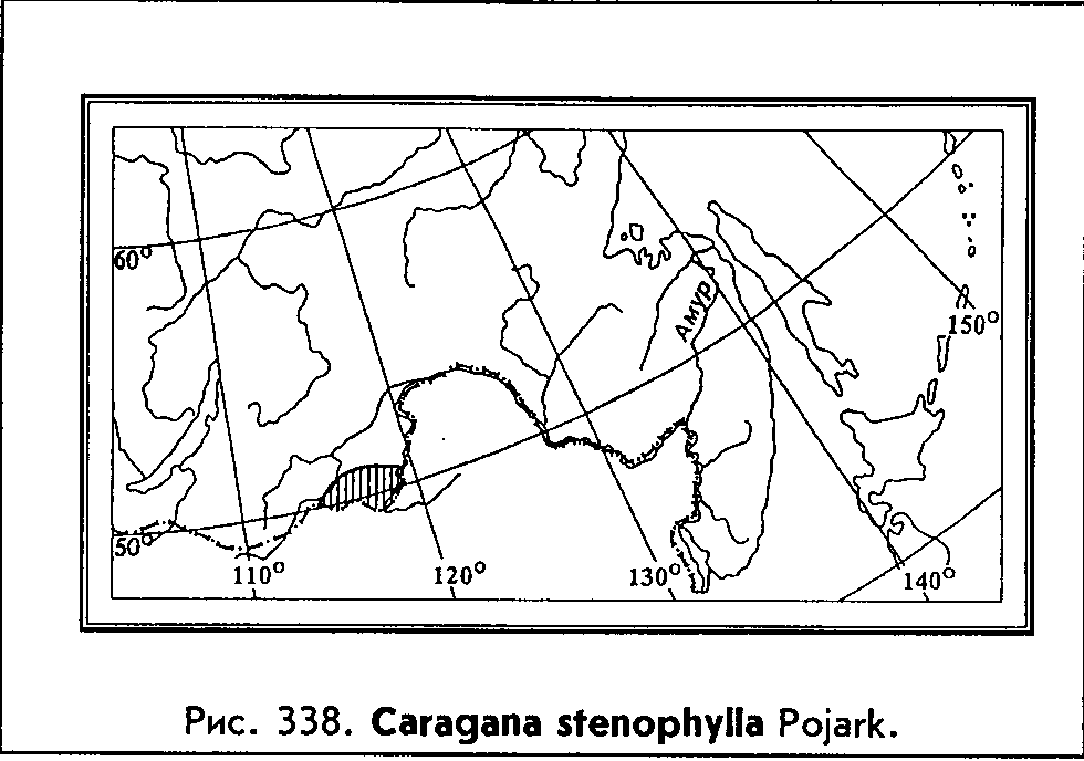 Caragana stenophylla Pojark. — Карагана узколистная Caraga14