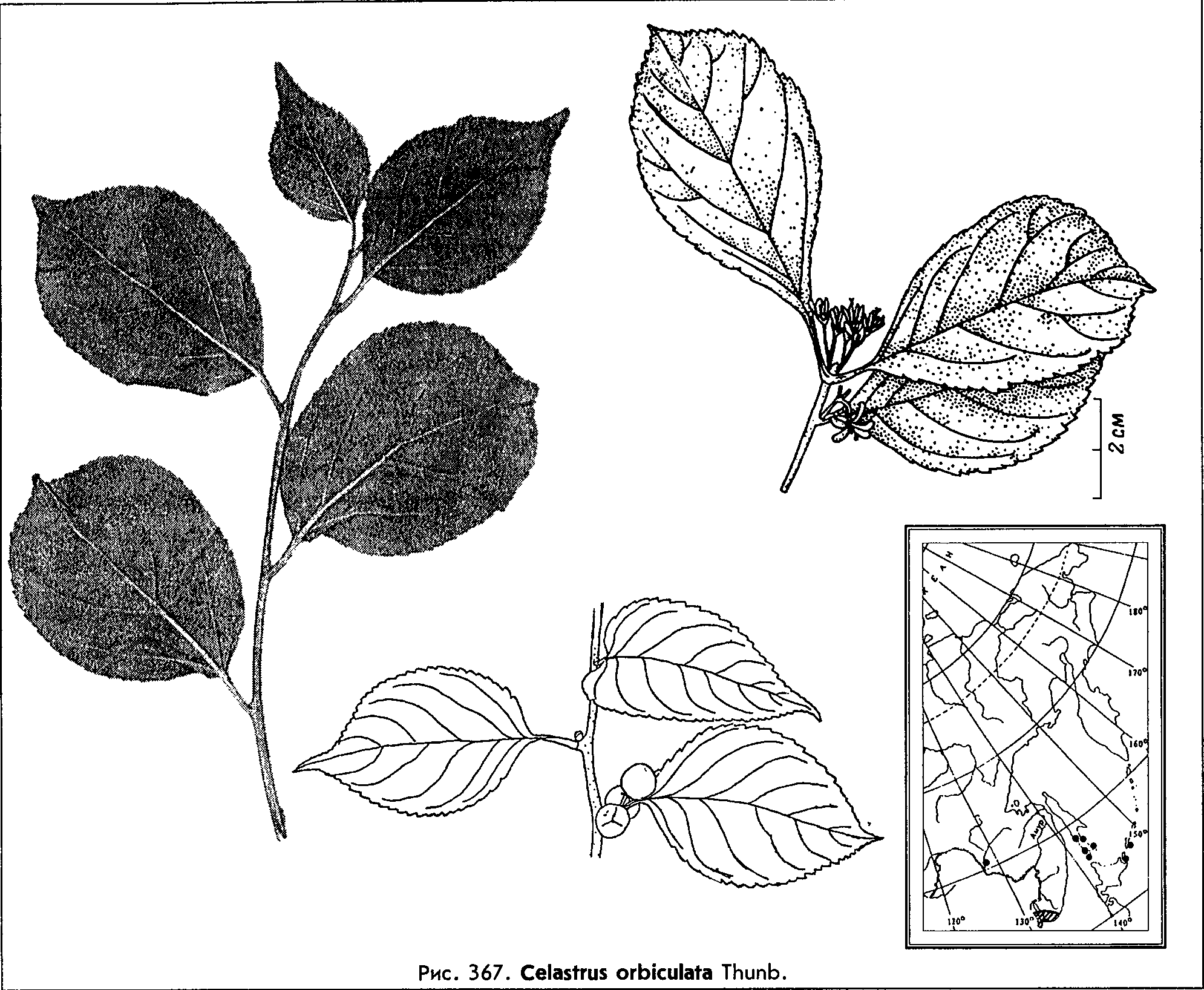 Celastrus orbiculata Thunb. — Древогубец круглолистный (О) Celast10