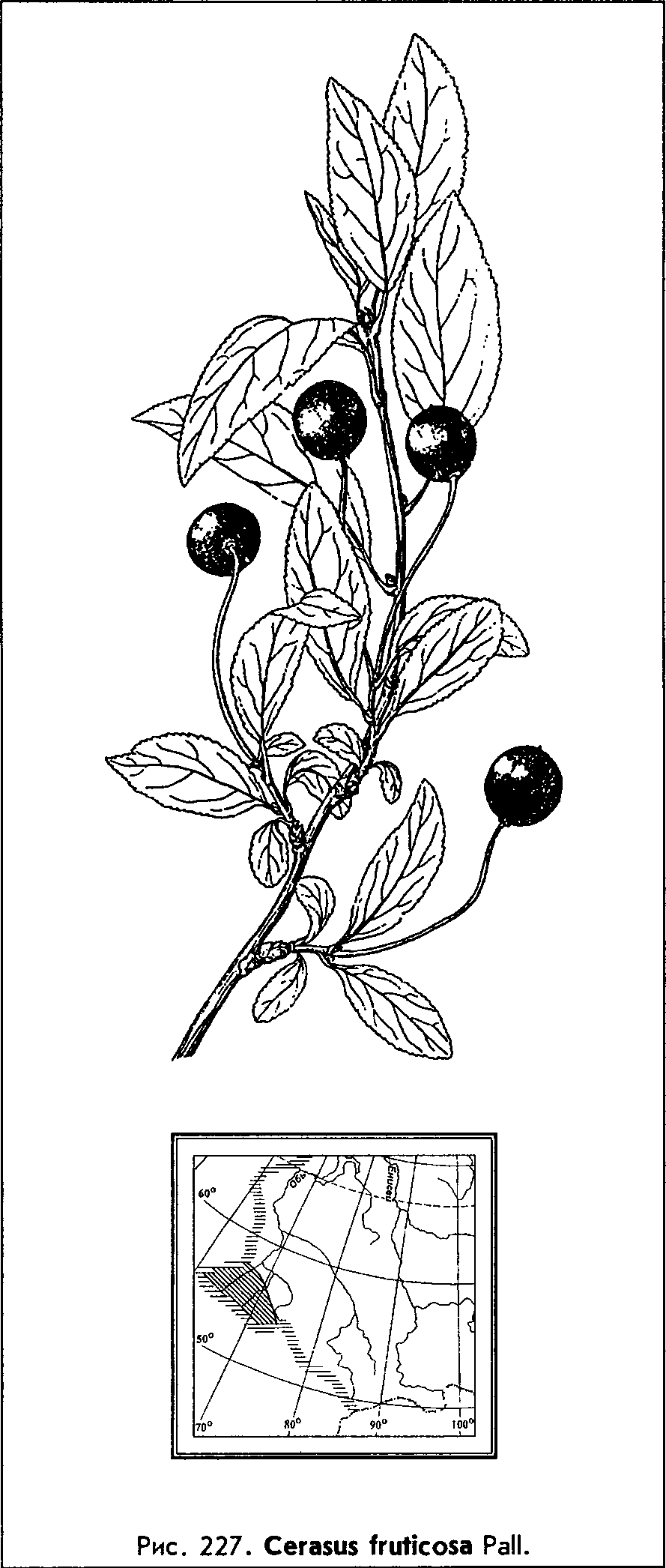 Cerasus fruticosa Pall. — Вишня кустарниковая, или степная (Ш) Cerasu10