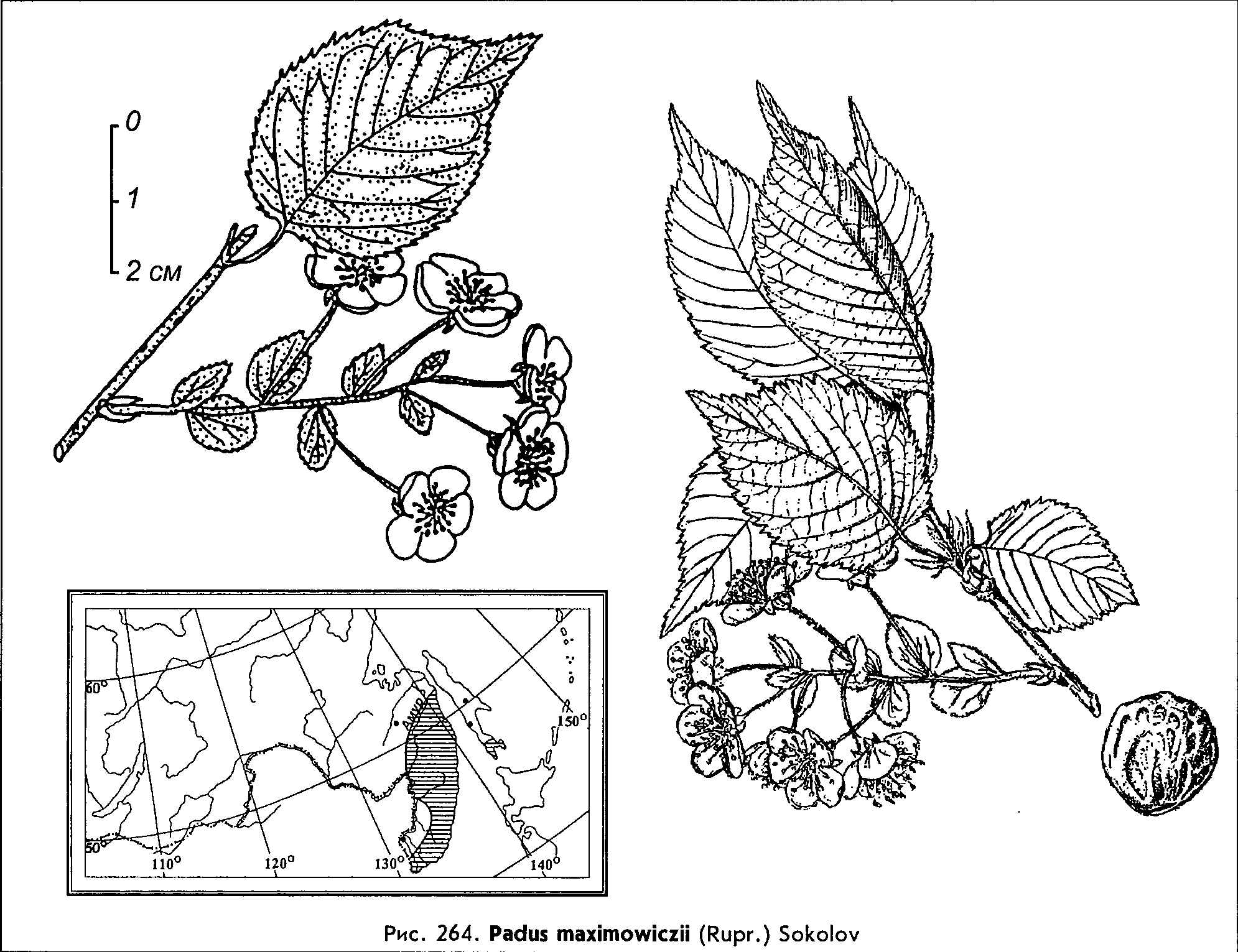 Cerasus maximowiczii (Rupr.) Kom.  — Вишня (черёмуха) Максимовича Cerasu12