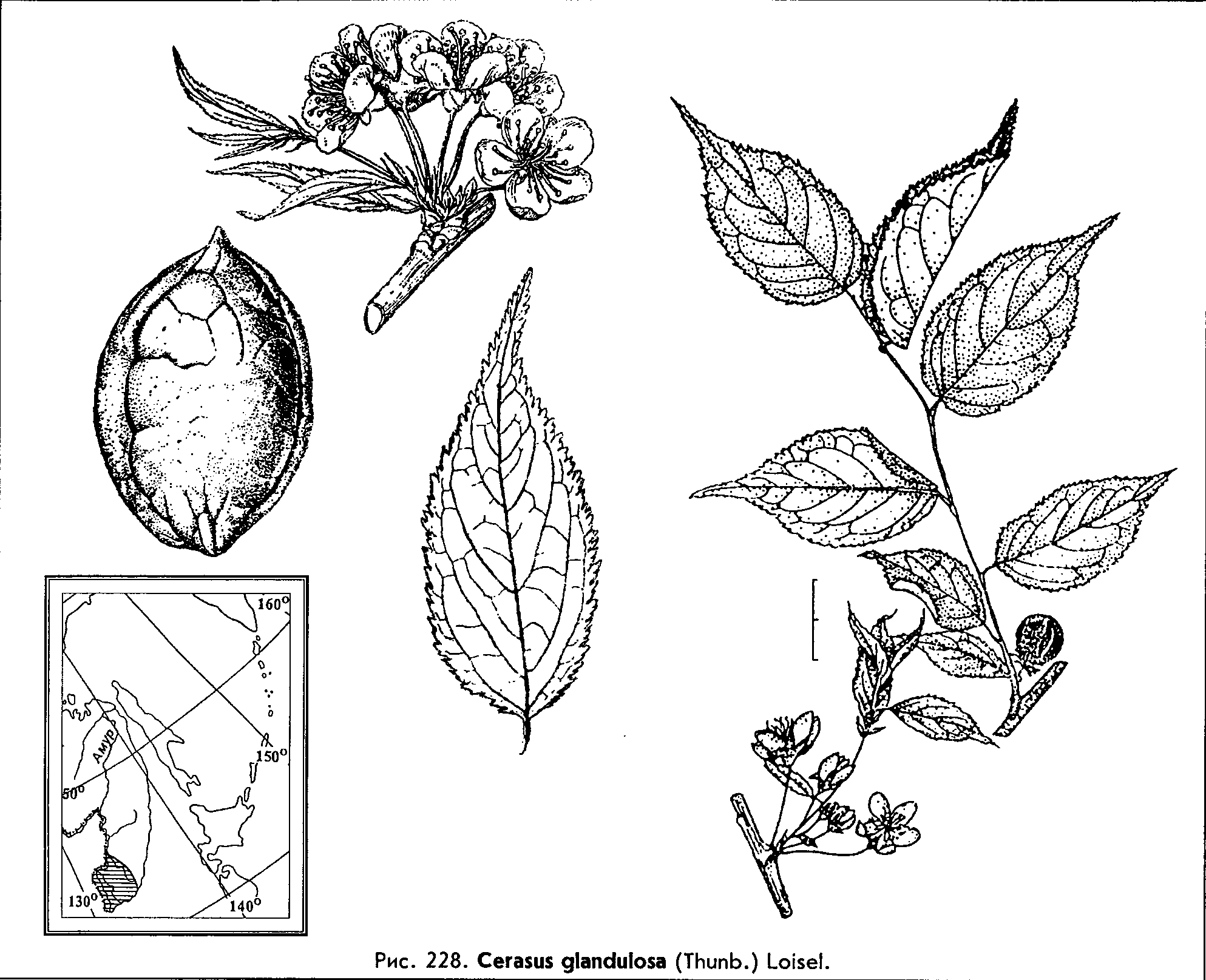 Microcerasus glandulosa (Thunb.) M.Roem. — Микровишня железистая Cerasu13