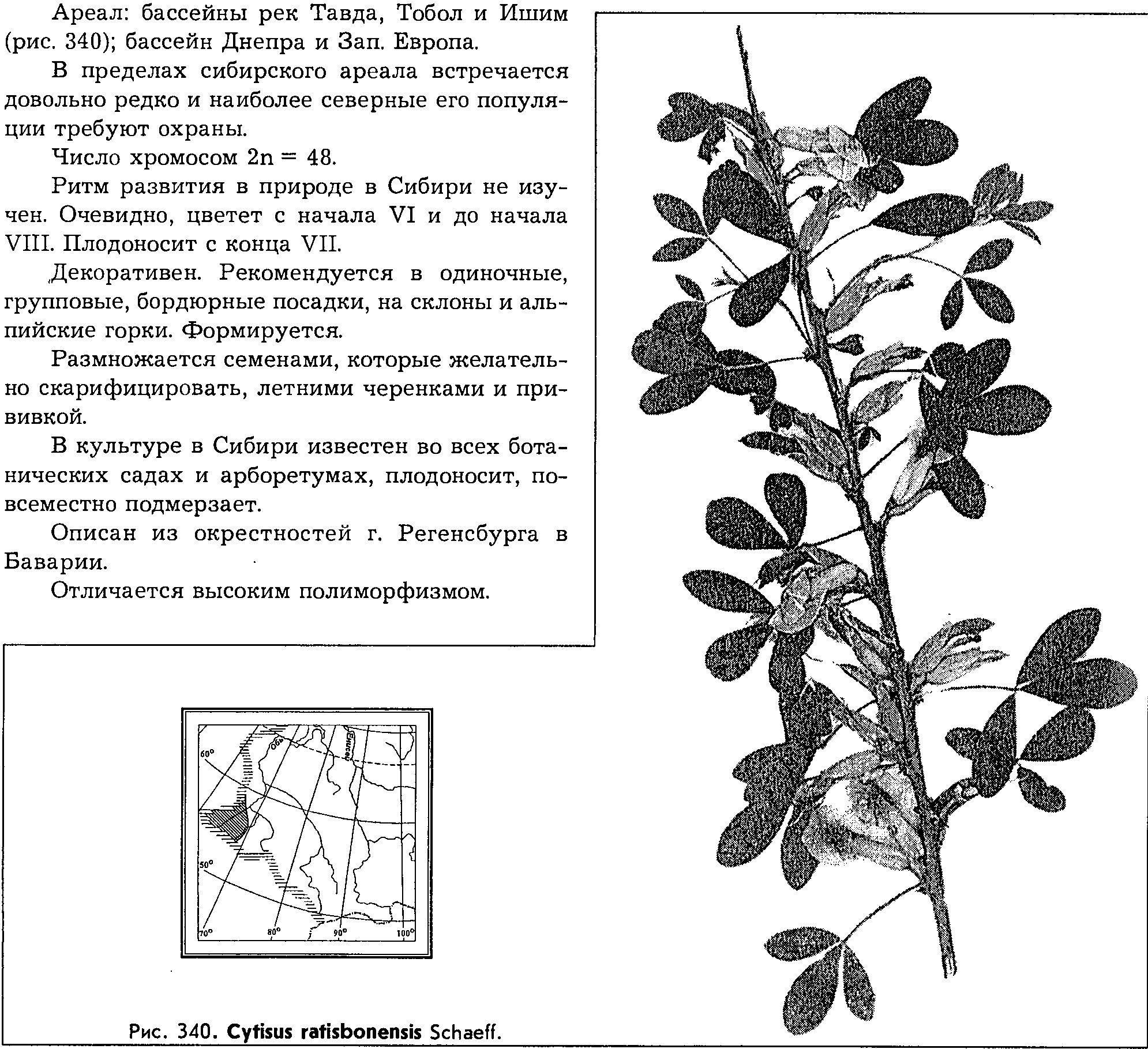 Chamaecytisus ratisbonensis (Schaeff.) Rothm. — Ракитничек регенсбургский Chamae10