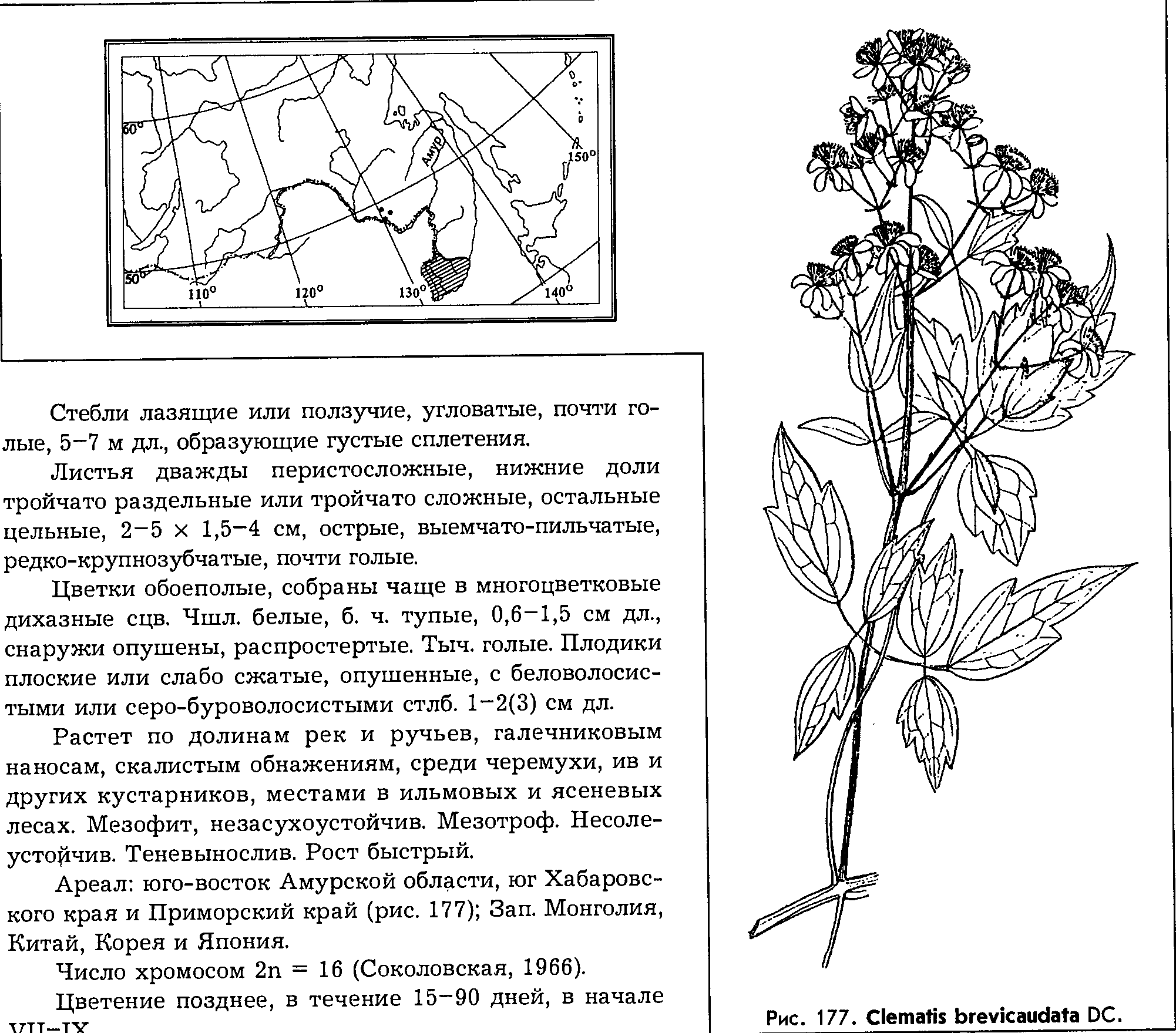 Clematis brevicaudata DC. — Ломонос (клематис) короткохвостый (Д) Clemat10