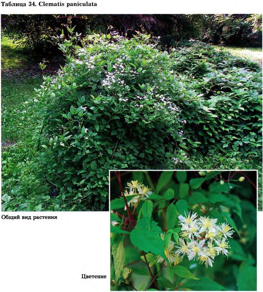 Clematis paniculata Thunb. — Ломонос (клематис) метельчатый (Д) Clemat12