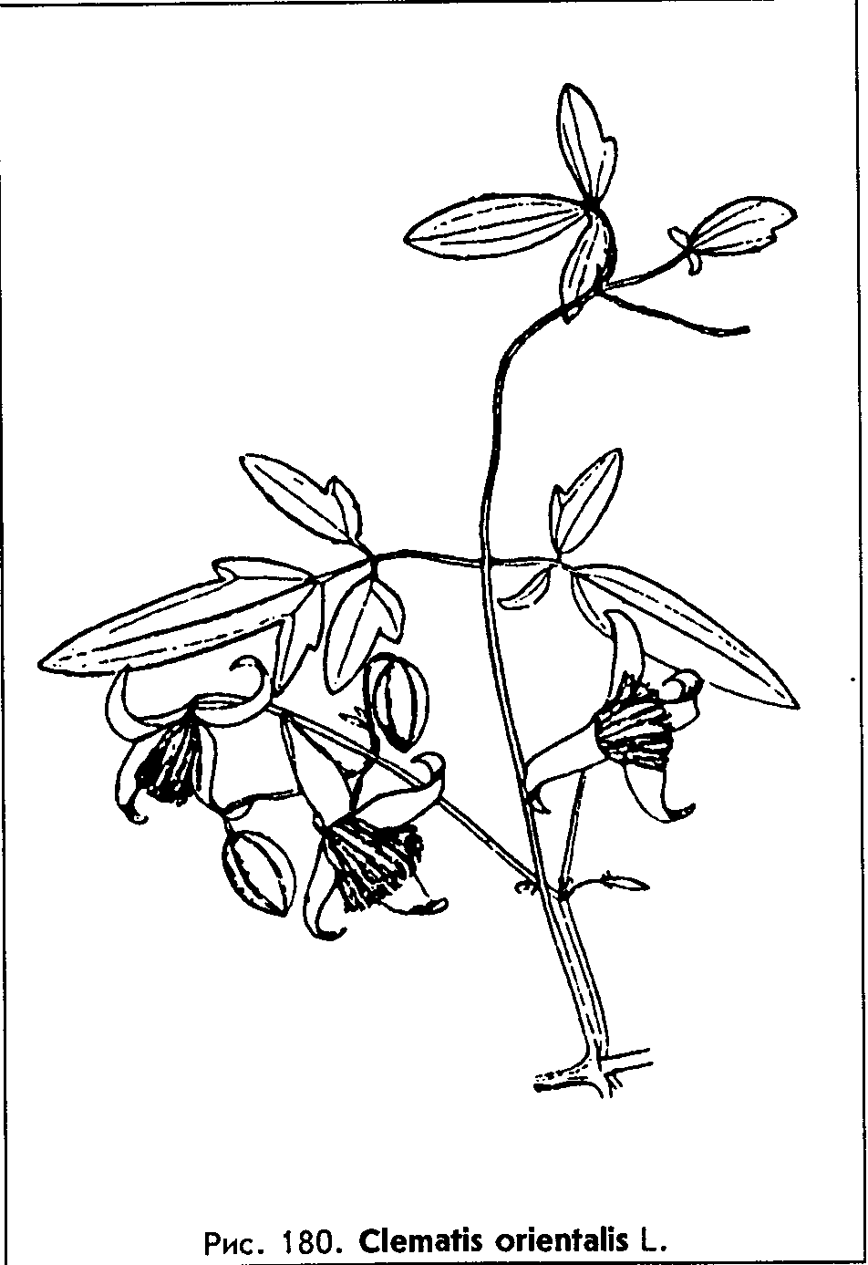 Clematis orientalis L. — Ломонос (клематис) восточный Clemat12