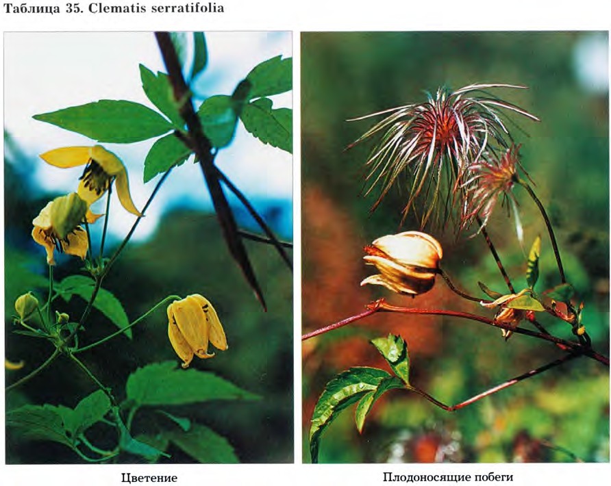 Clematis serratifolia Rehd. — Ломонос (клематис) пильчатолистный (О) Clemat13