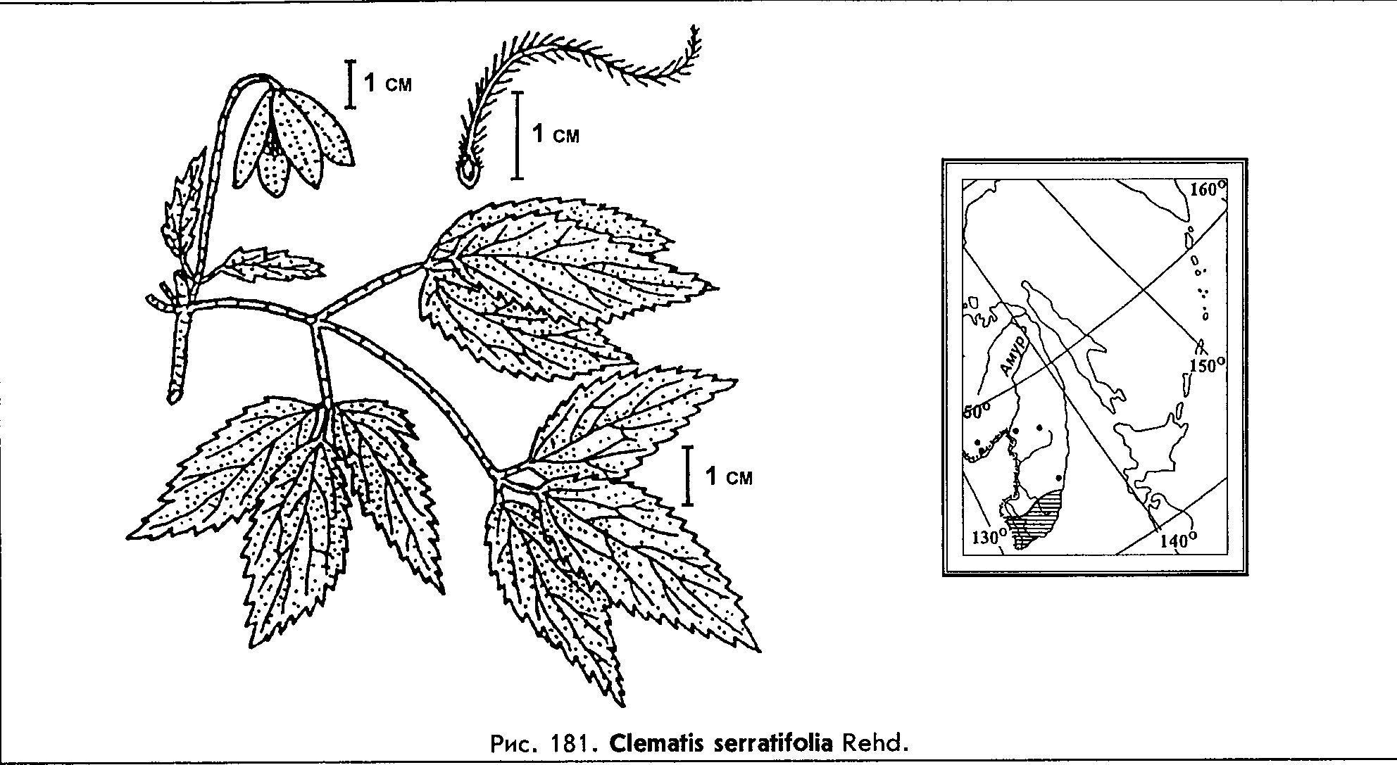 Clematis serratifolia Rehd. — Ломонос (клематис) пильчатолистный (О) Clemat13