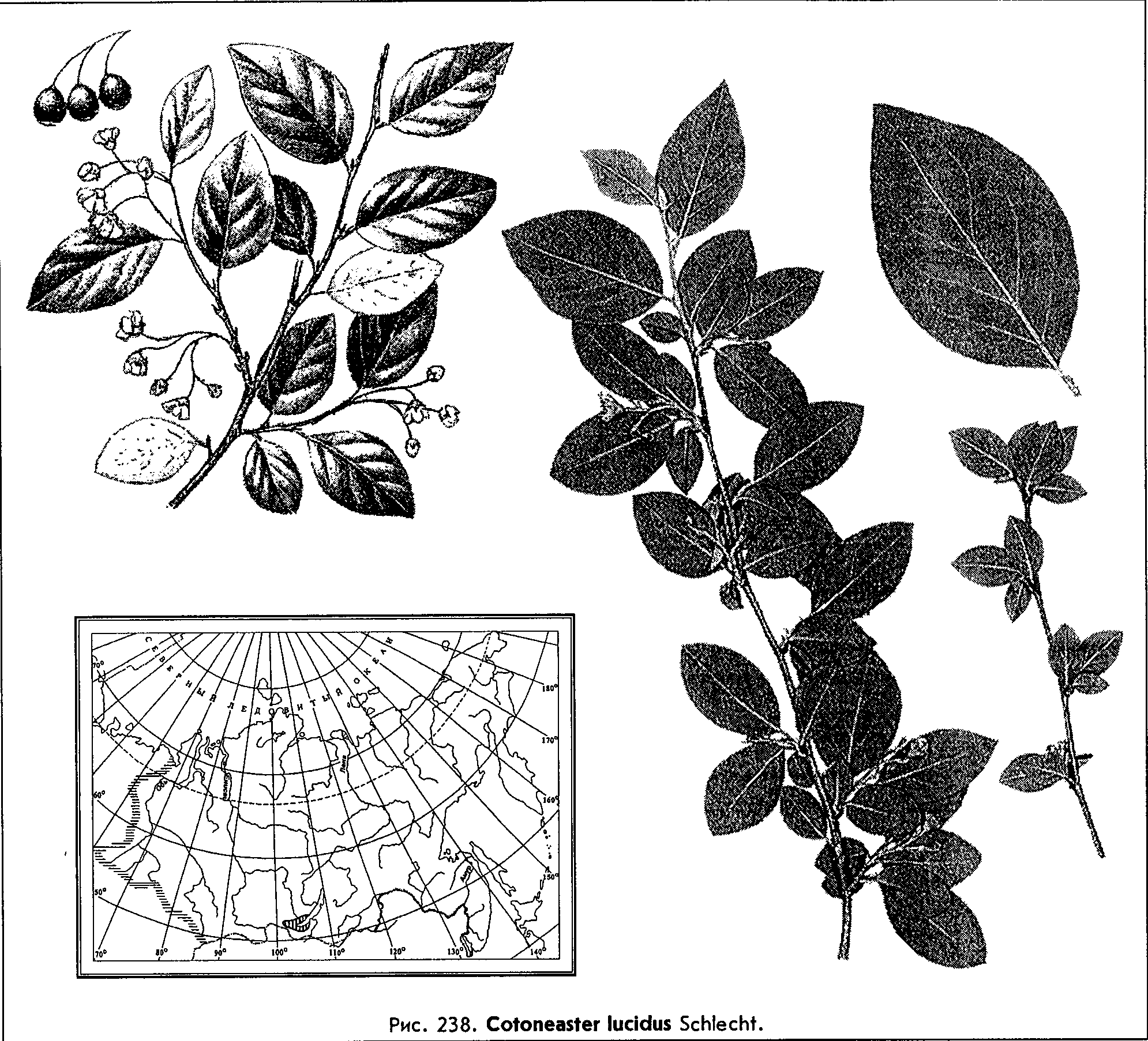 Cotoneaster lucidus Schlecht. — Кизильник блестящий (Ш) Cotone10