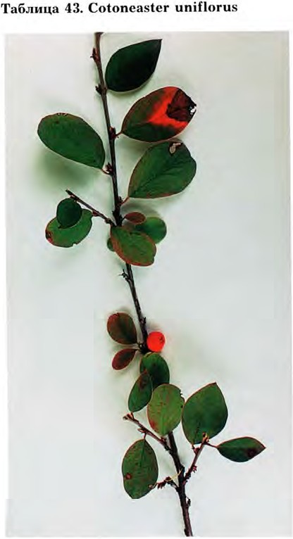 Cotoneaster uniflorus Bunge — Кизильник одноцветковый (О) Cotone12