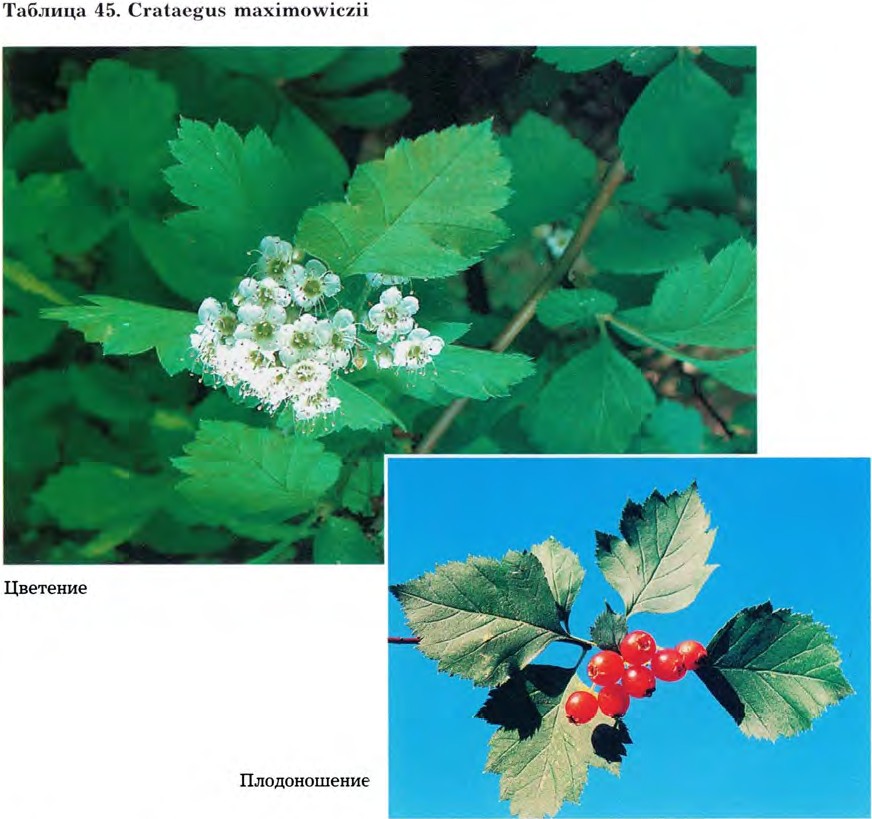 Crataegus maximowiczii Schneid. — Боярышник Максимовича (Ш) Cratae11