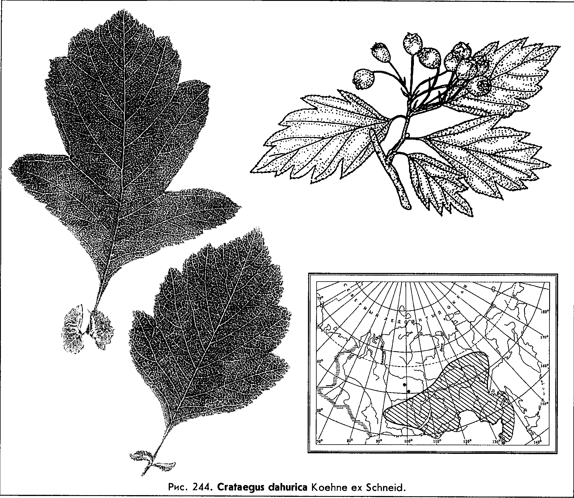 Crataegus dahurica Koehne ex C.K. Schneid. — Боярышник даурский Cratae11