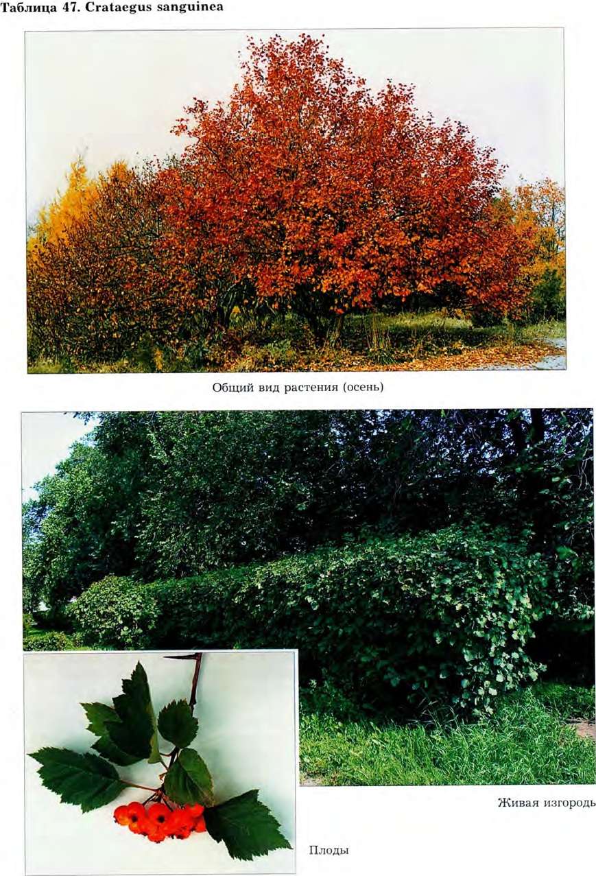 Crataegus sanguinea Pall. — Боярышник кровавокрасный (Ш) Cratae13