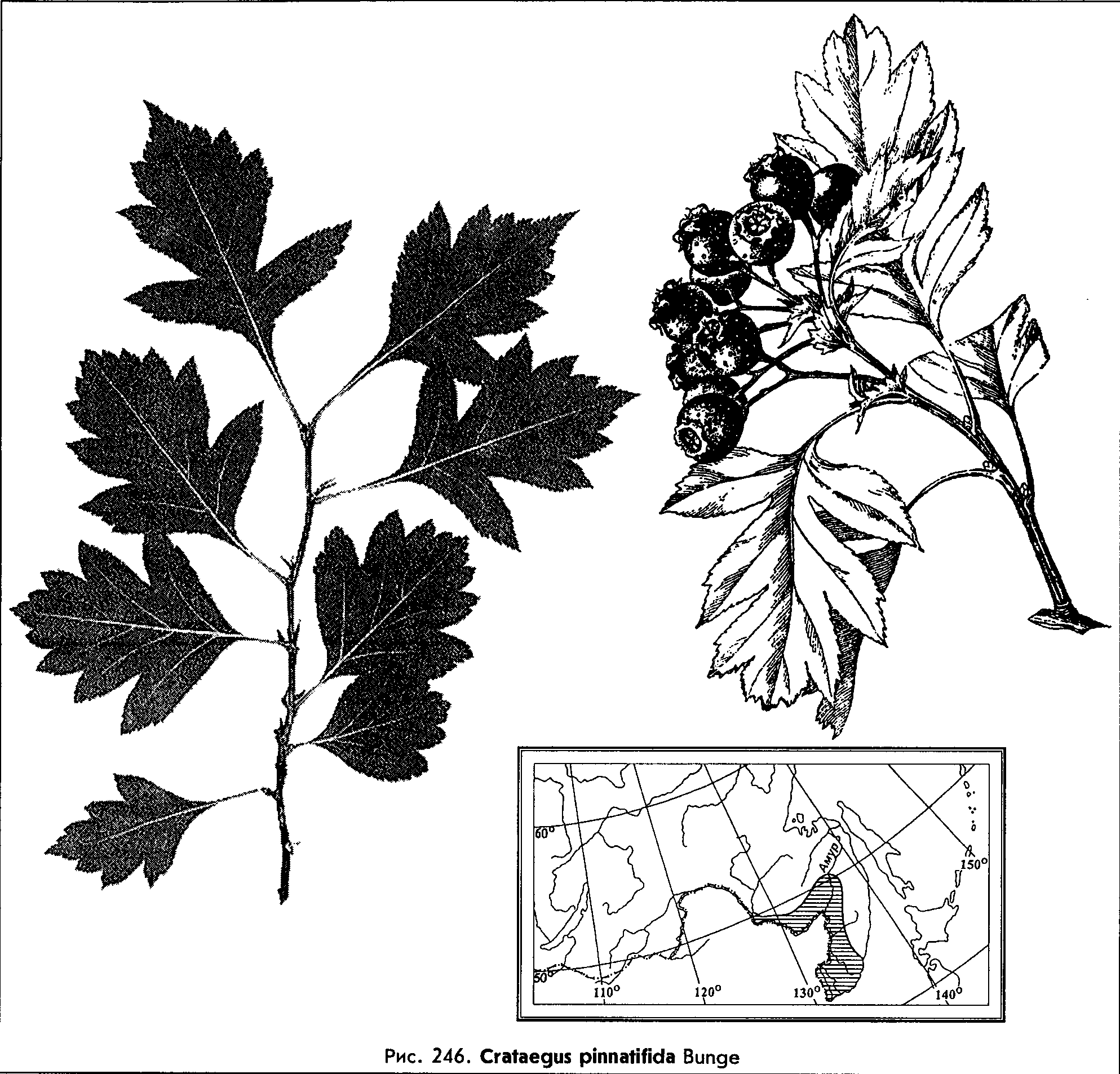 Боярышник перистонадрезанный - Crataegus pinnatifida