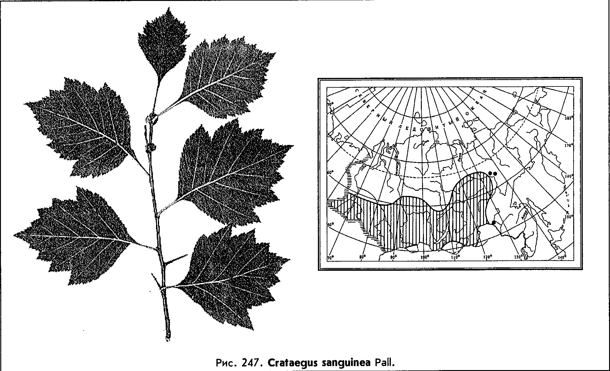 Crataegus sanguinea Pall. — Боярышник кровавокрасный (Ш) Cratae14