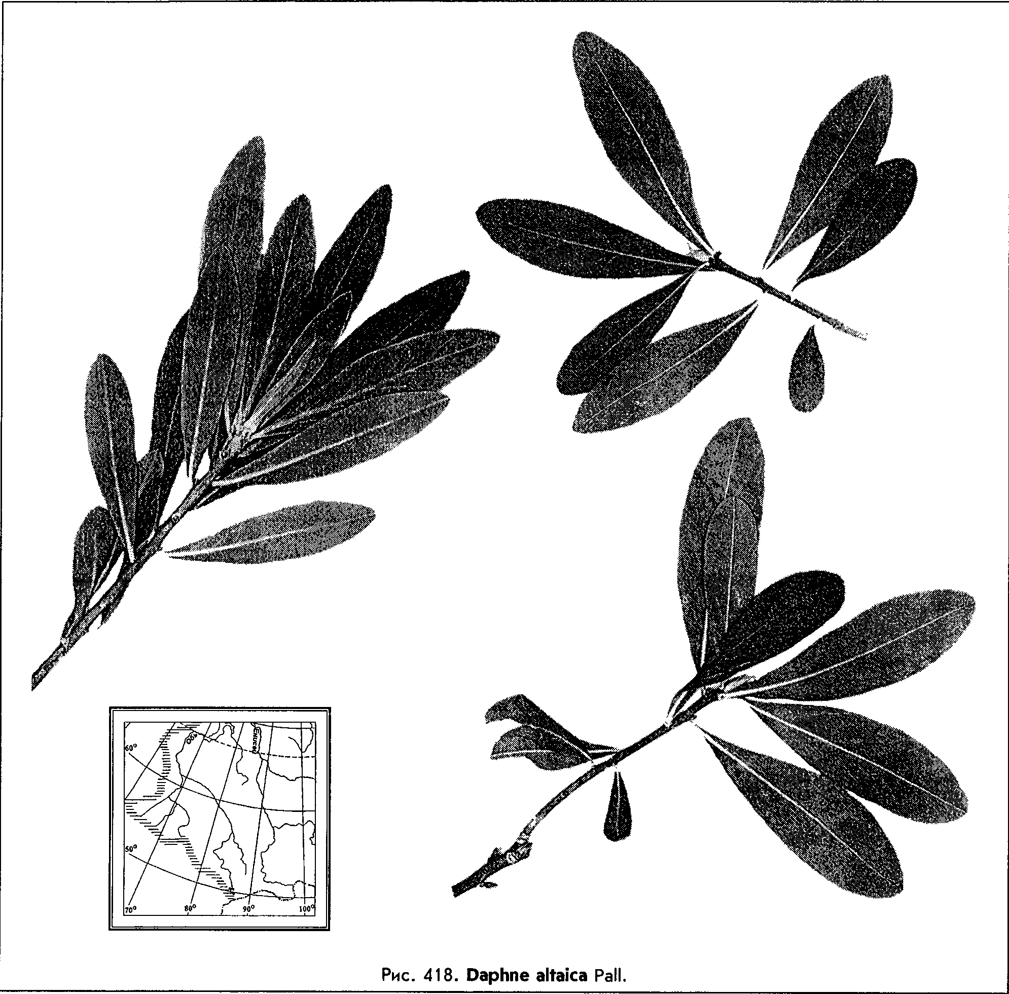 Daphne altaica Pall. — Волчник алтайский (Ш) Daphne10