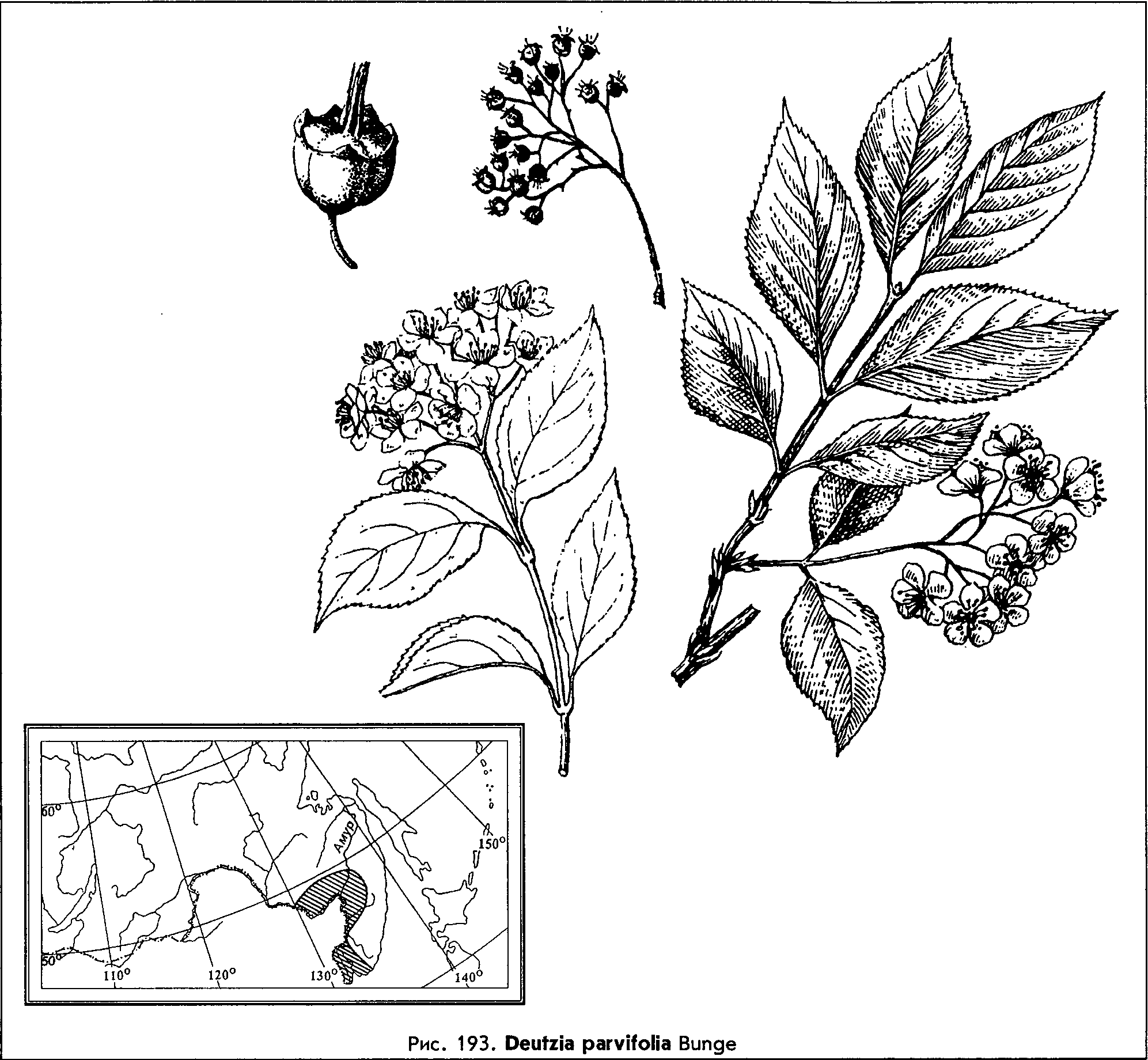 Deutzia parviflora Bunge — Дейция мелкоцветковая (О) Deutzi10