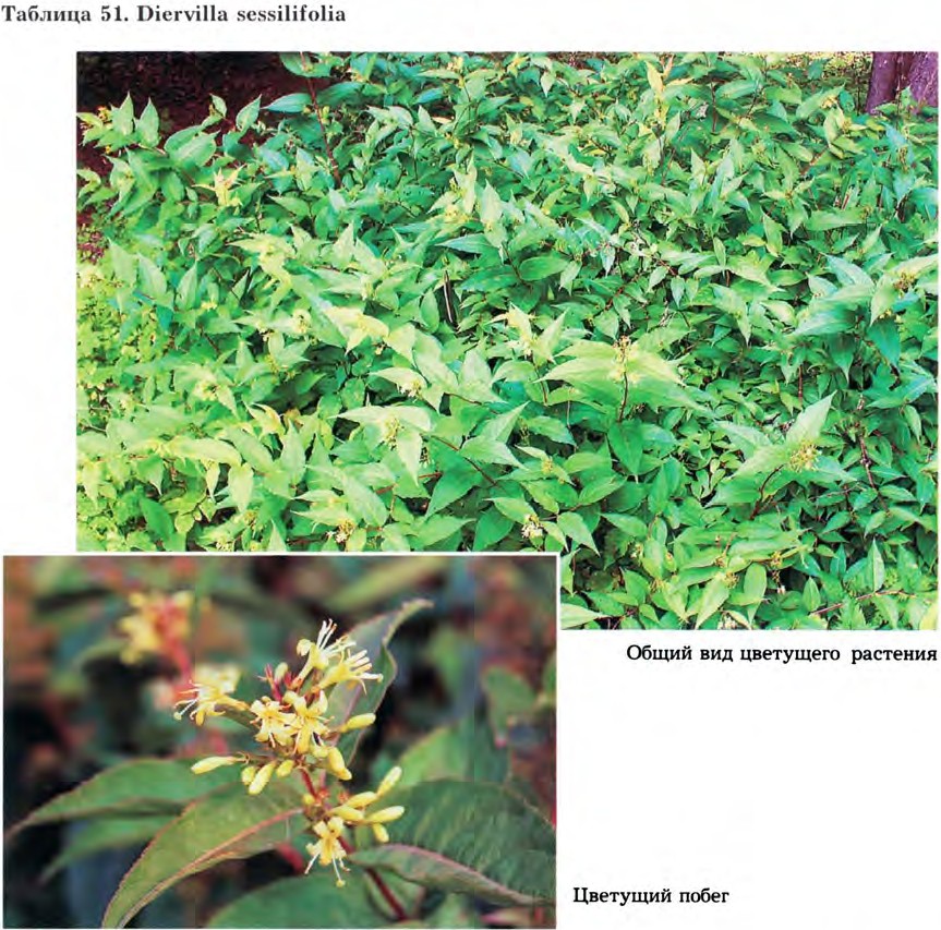 Diervilla sessilifolia Buckl. — Диервилла сидячелистная (О) Diervi10