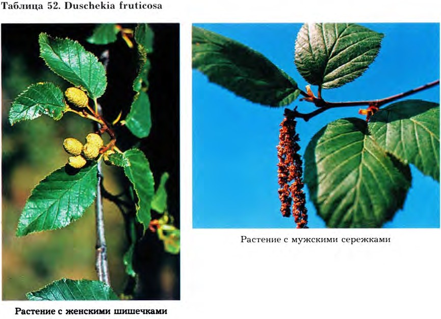 Duschekia fruticosa (Rupr.) Pouzar — Ольховник кустарниковый (Ш) Dusche10
