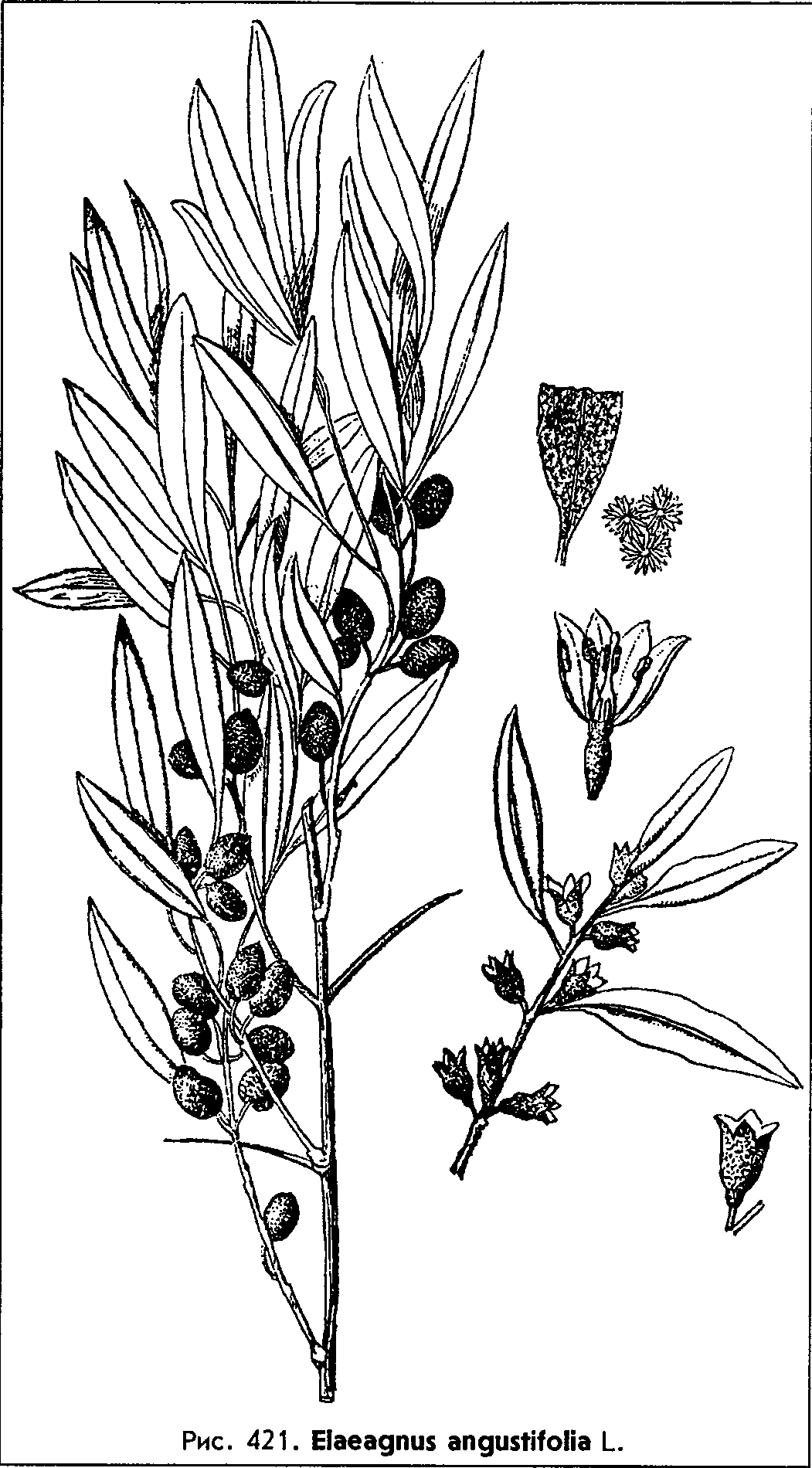 Elaeagnus angustifolia L. — Лох узколистный (Д) Elaeag10
