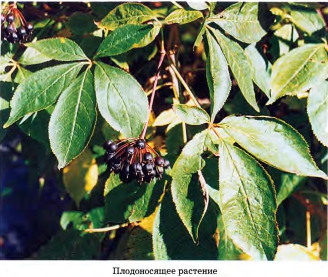 Eleutherococcus senticosus (Rupr. et Maxim.) Maxim. — Свободноягодник (элеутерококк) колючий (О) Eleuth10