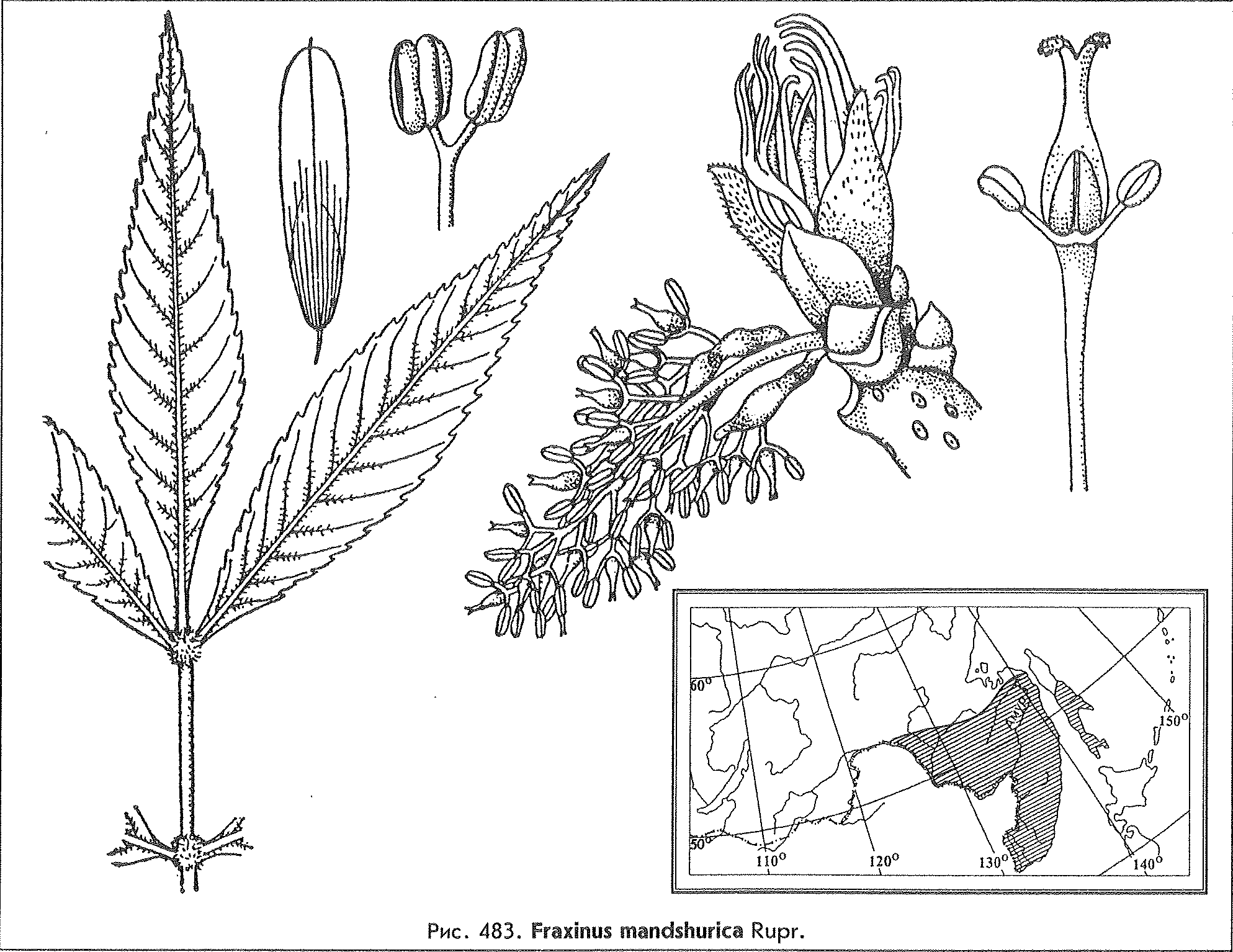 Fraxinus mandshurica Rupr. — Ясень маньчжурский (Ш) Fraxin10