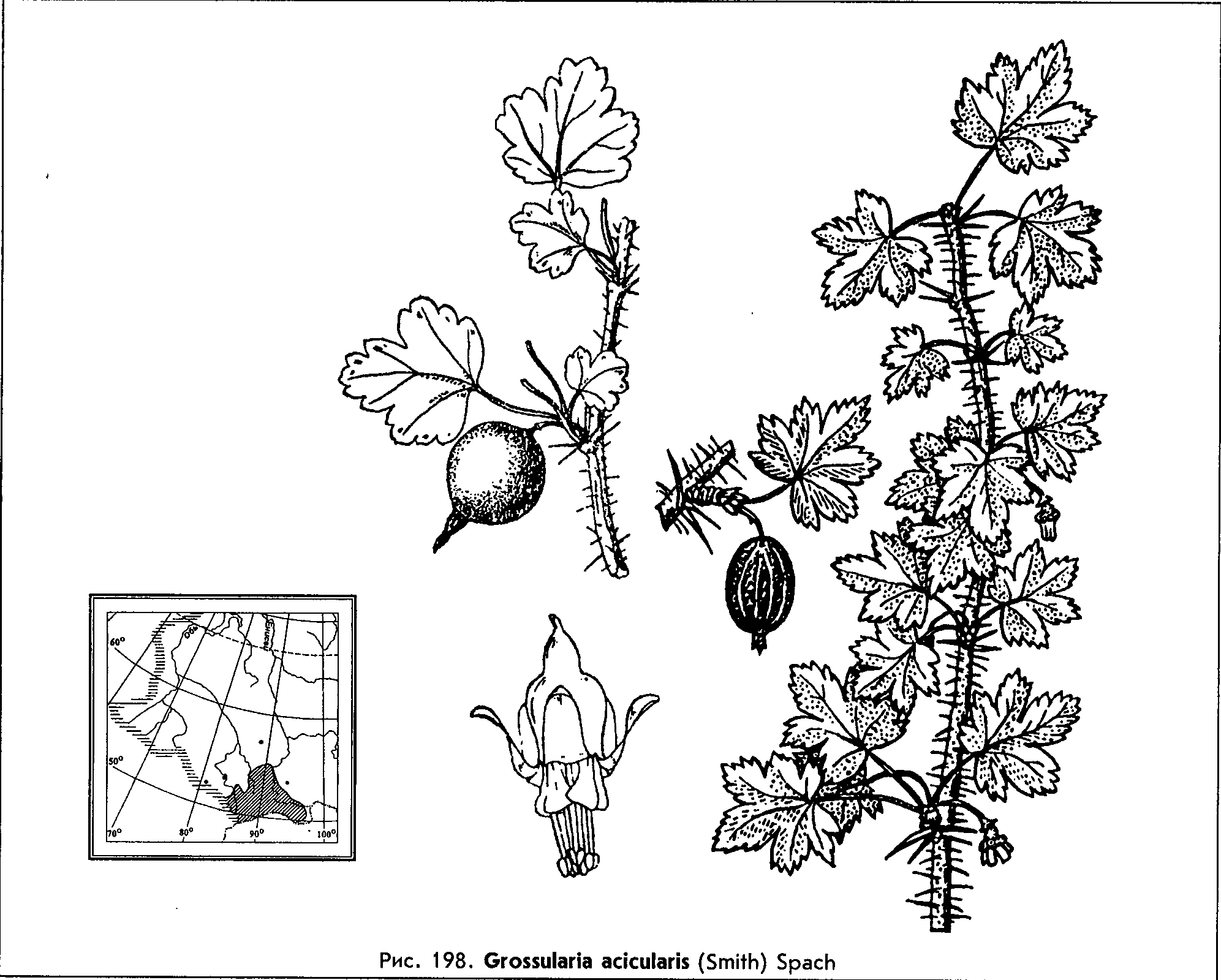 Grossularia acicularis (Smith) Spach — Крыжовник игольчатый (Д) Grossu10