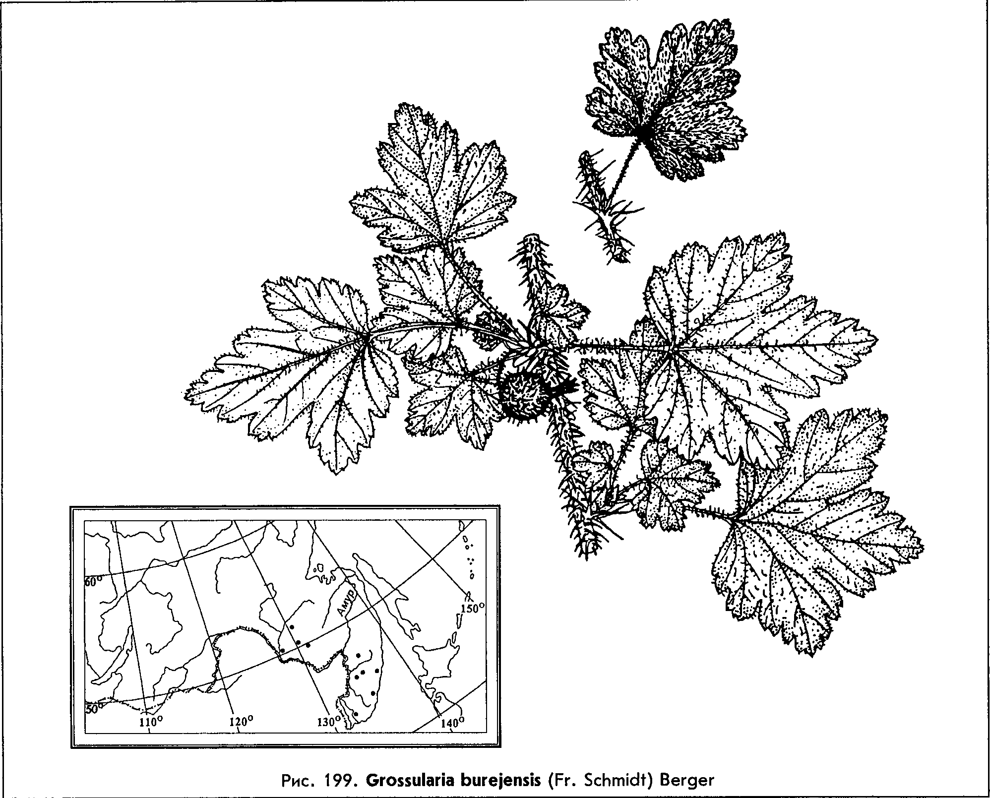 Grossularia burejensis (Fr. Schmidt) Berger — Крыжовник буреинский (Д) Grossu11