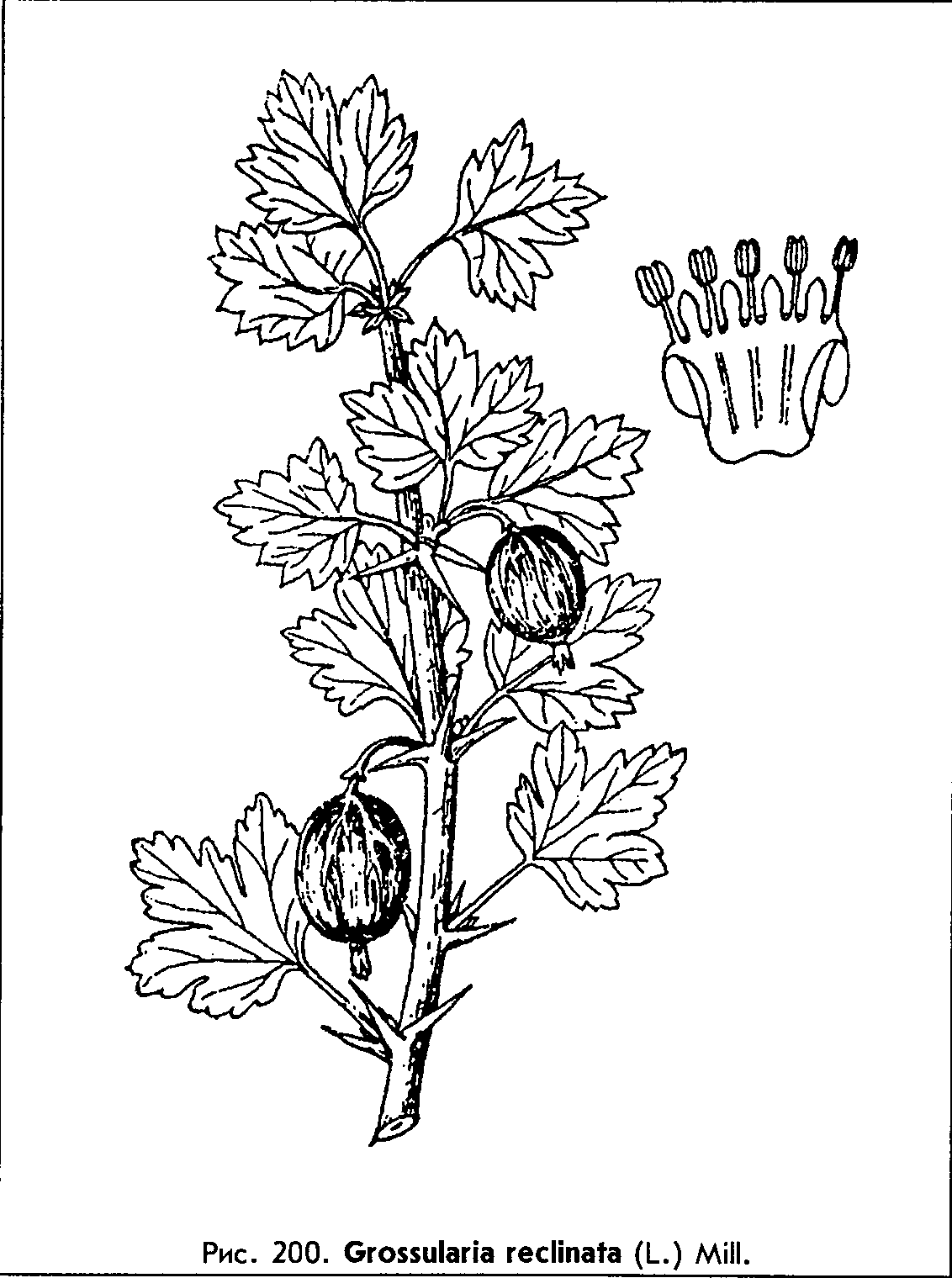 Grossularia reclinata (L.) Mill — Крыжовник отклонённый, европейский (О) Grossu12