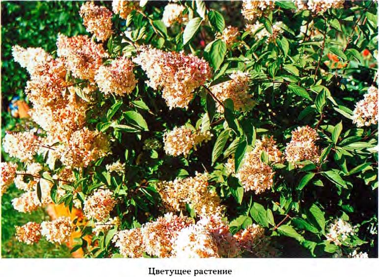 Hydrangea paniculata Siebold — Гортензия метельчатая (О) Hydran10