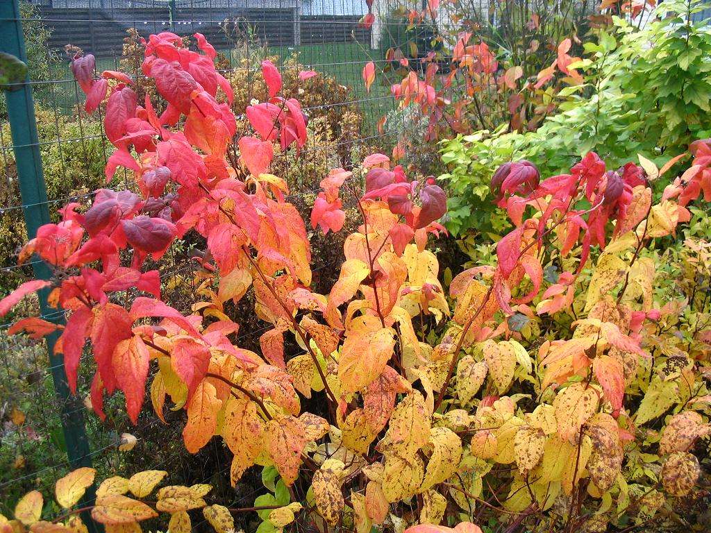 Spiraea japonica L. — Спирея японская (Ш) Jaapan10