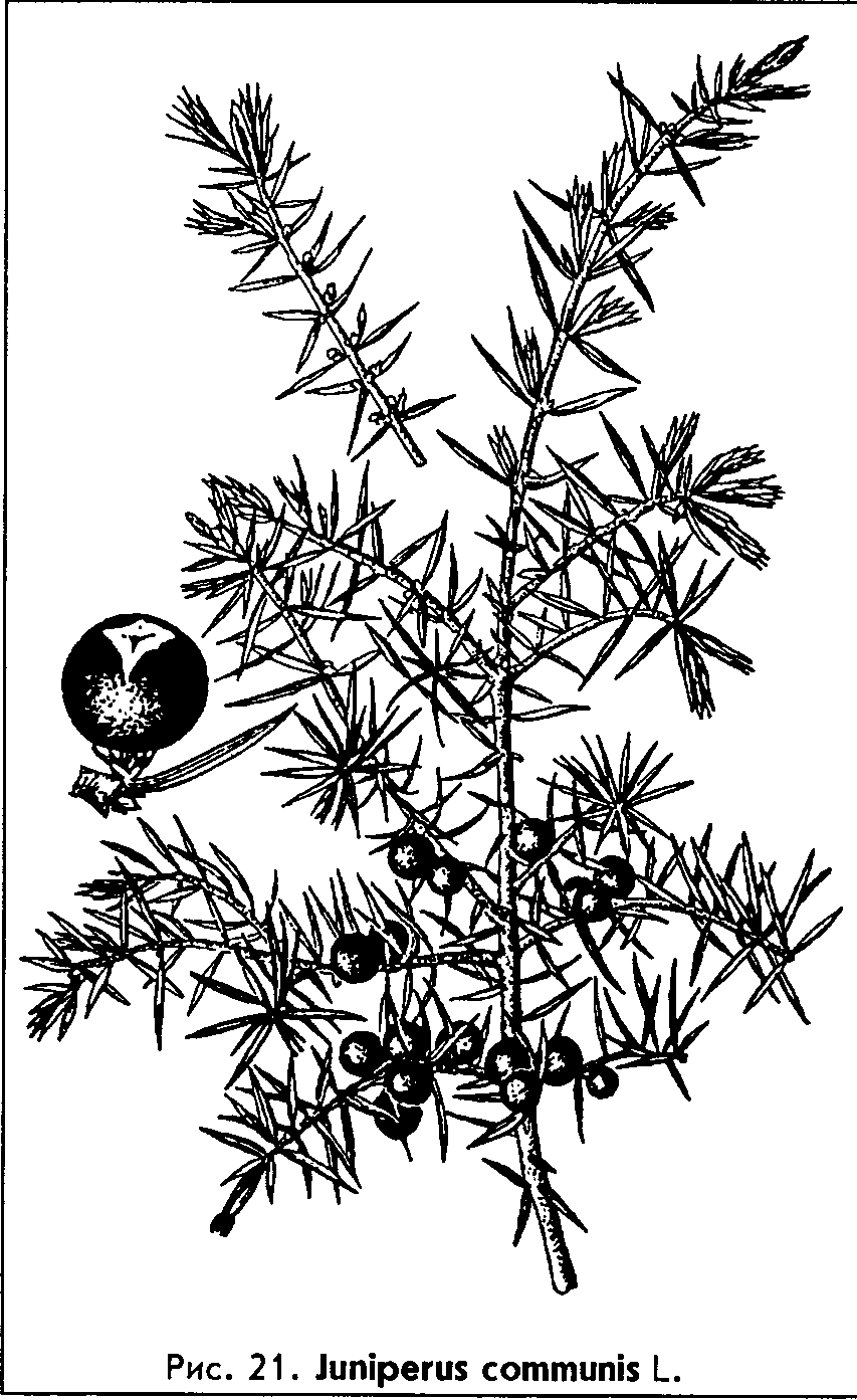 Juniperus communis L. — Можжевельник обыкновенный (Ш) Junipe10