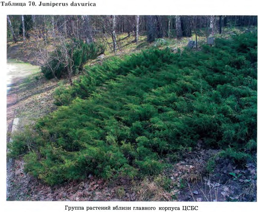 Juniperus davurica Pall. — Можжевельник даурский (Ш) Junipe11