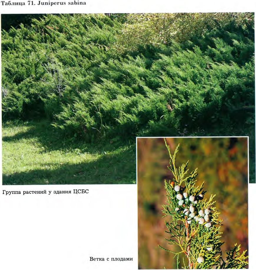 Juniperus sabina L. — Можжевельник казацкий (Ш) Junipe12
