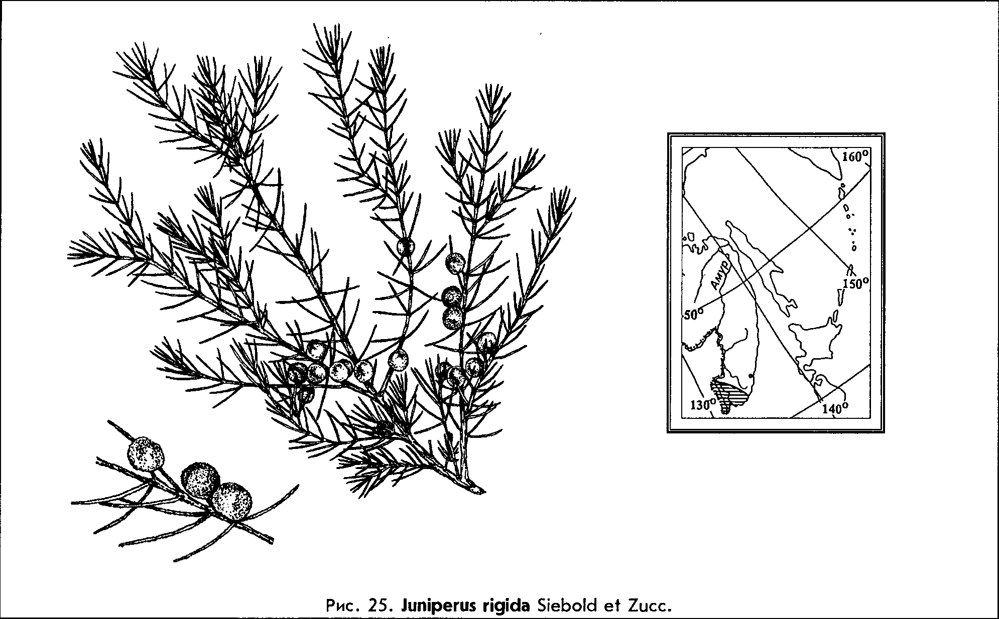 Juniperus rigida Siebold & Zucc. — Можжевельник твёрдый Junipe13