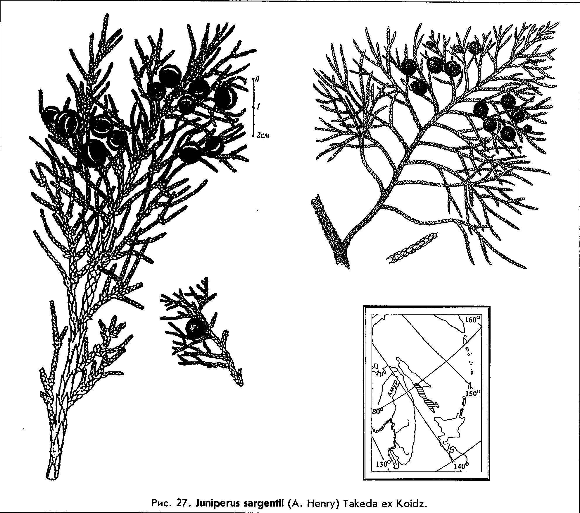 Juniperus sargentii (A. Henry) Takeda ex Koidz. — Можжевельник Саржента Junipe15