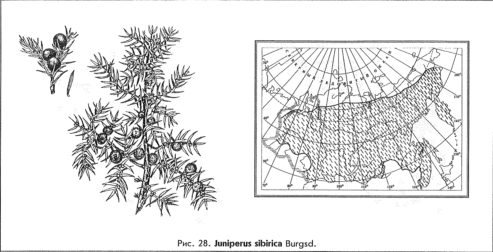 Juniperus sibirica Burgsd. — Можжевельник сибирский (Ш) Junipe16