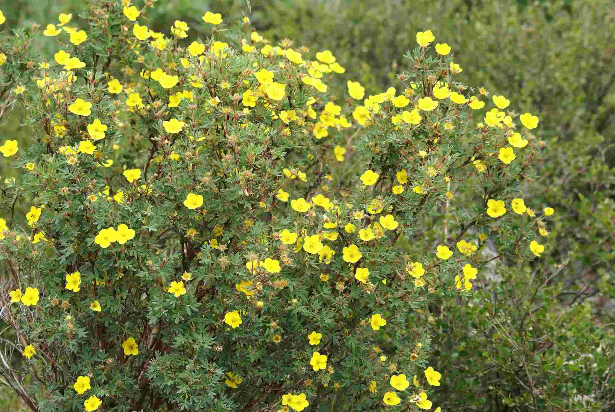 Pentaphylloides fruticosa (L.) О. Schwarz — Курильский чай кустарниковый (Ш) Kurils10