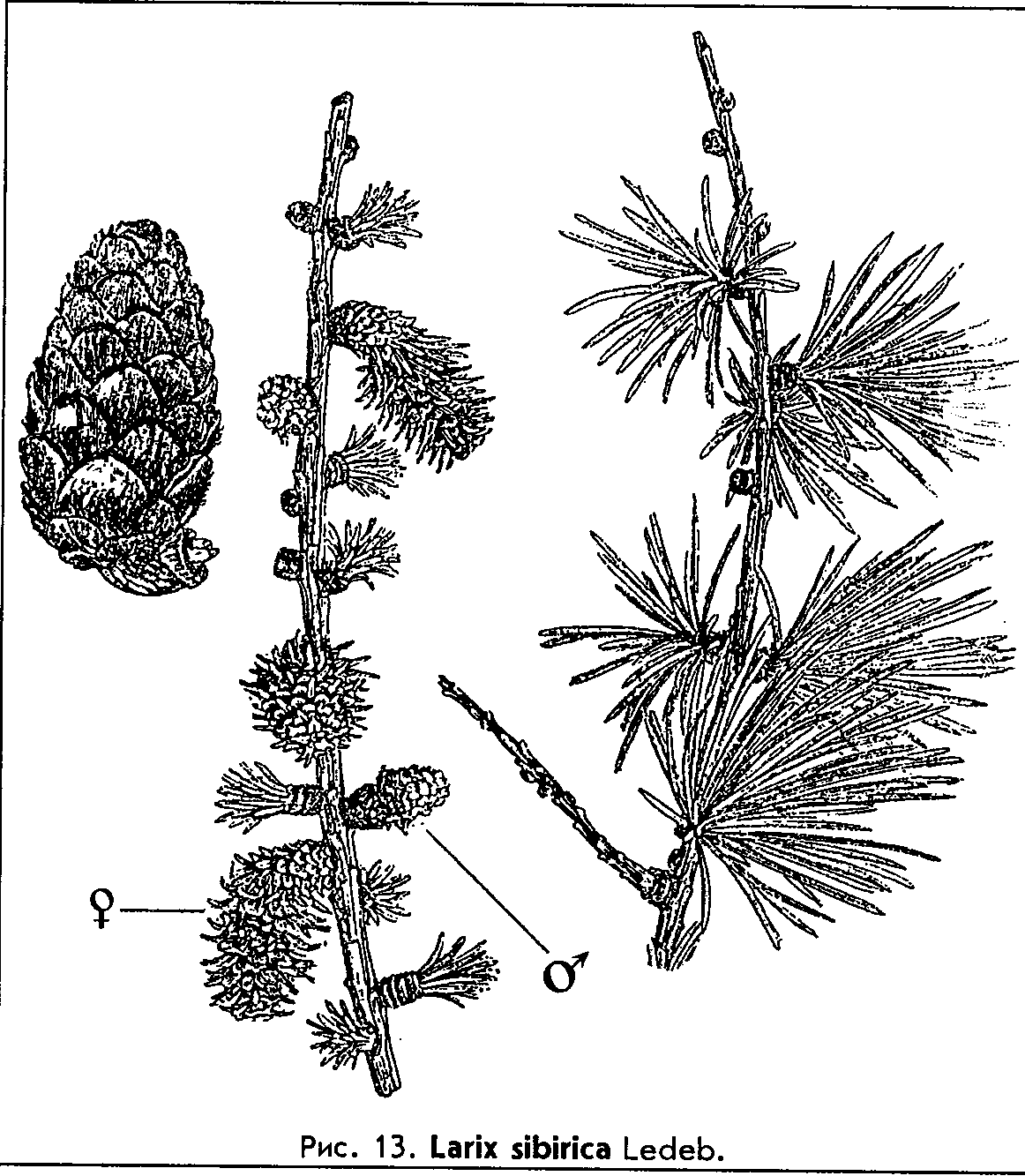 Larix sibirica Ledeb. — Лиственница сибирская (Ш) Larix-10