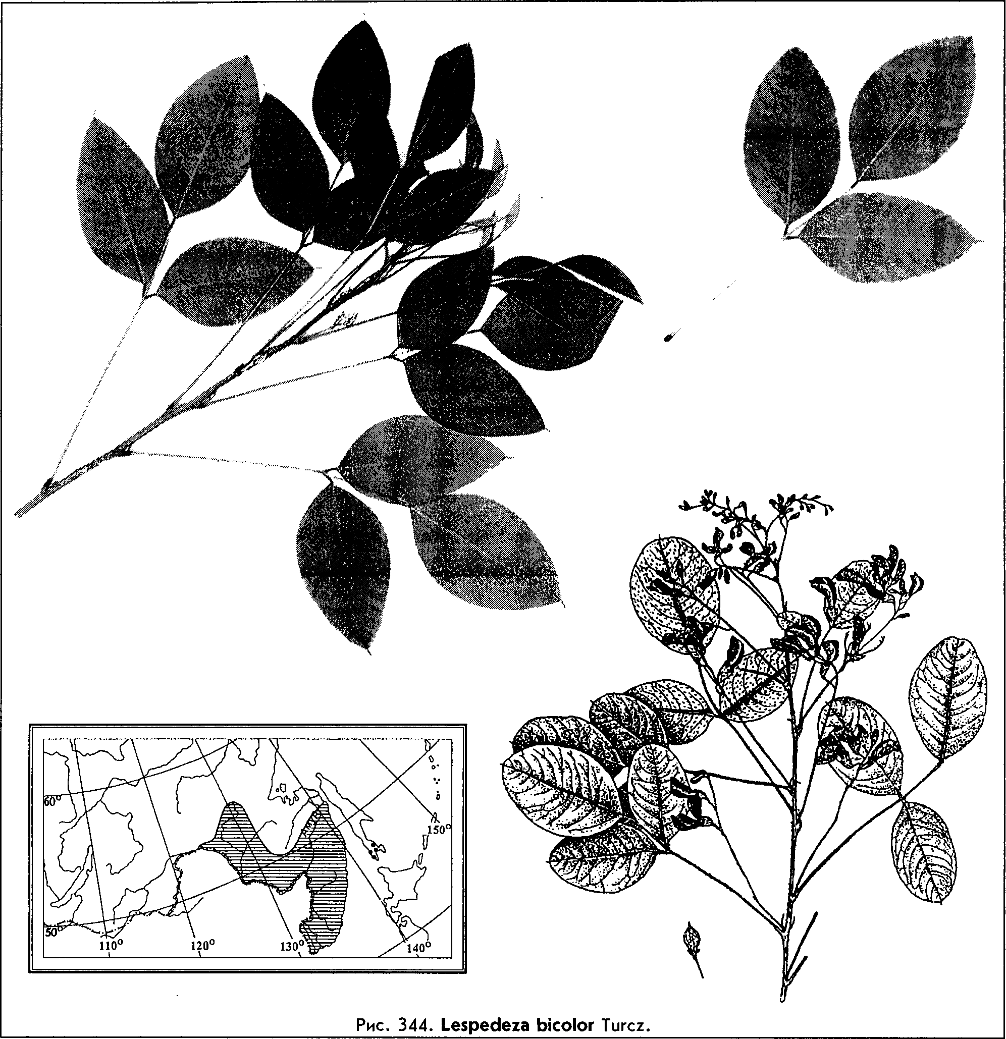 Lespedeza bicolor Turcz. — Леспедеца двухцветная (Д) Lesped10