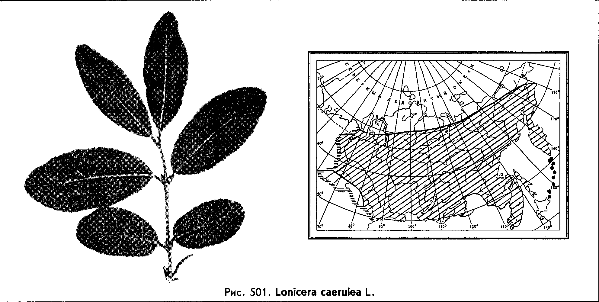 Lonicera caerulea L. — Жимолость голубая, синяя (Д) Lonice10