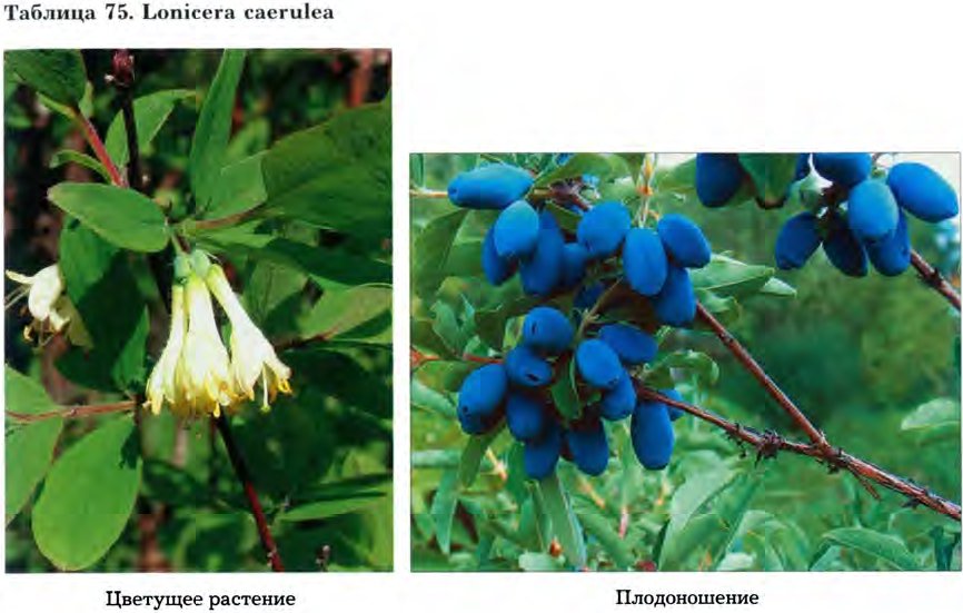 Жимолость голубое веретено описание сорта фото. Lonicera caerulea (жимолость синяя, голубая). Жимолость съедобная голубое Веретено. Жимолость голубая (Lonicera caerulea). Жимолость голубое Веретено.