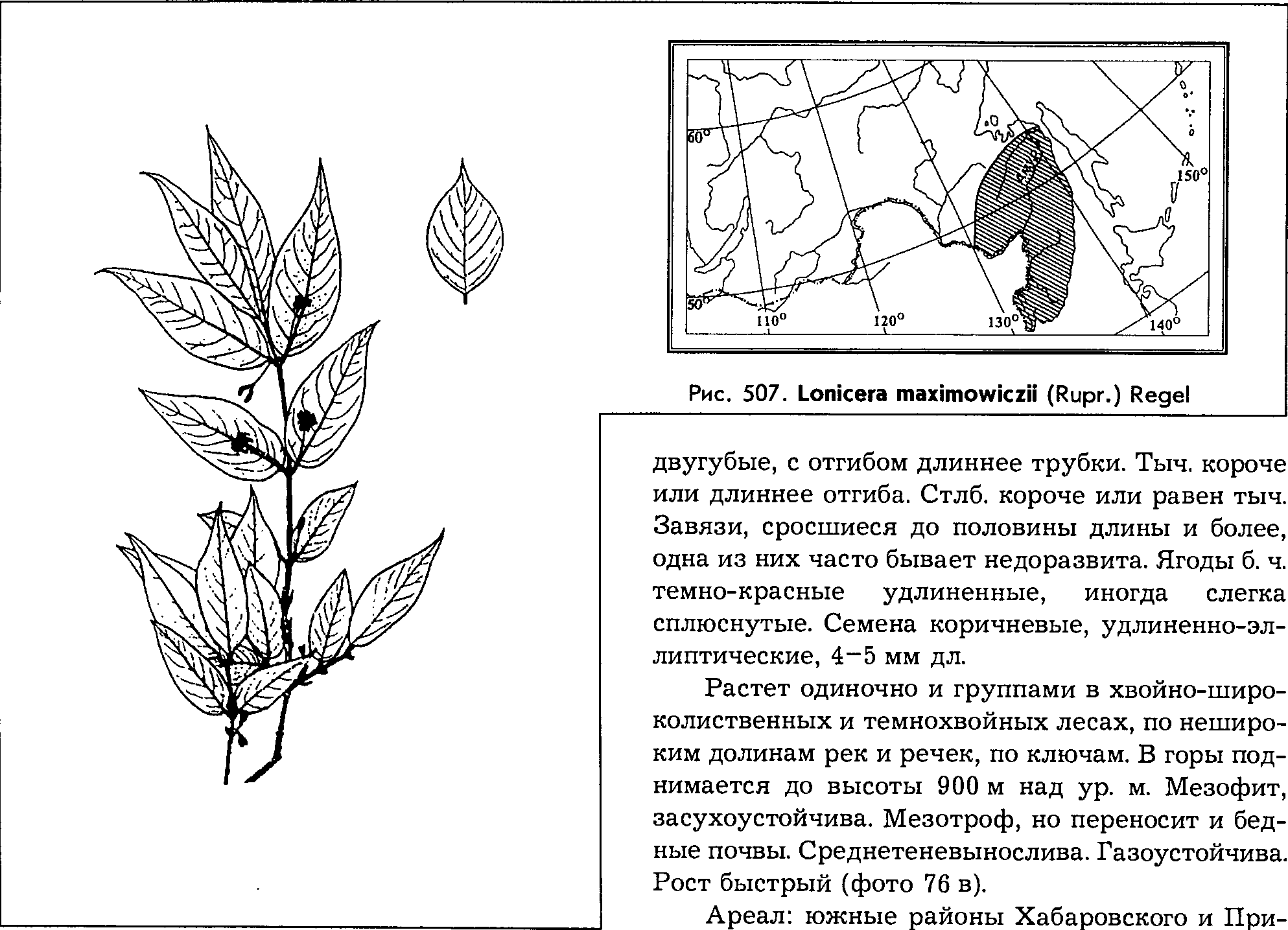 Lonicera maximowiczii (Rupr.) Regel — Жимолость Максимовича (Ш) Lonice14