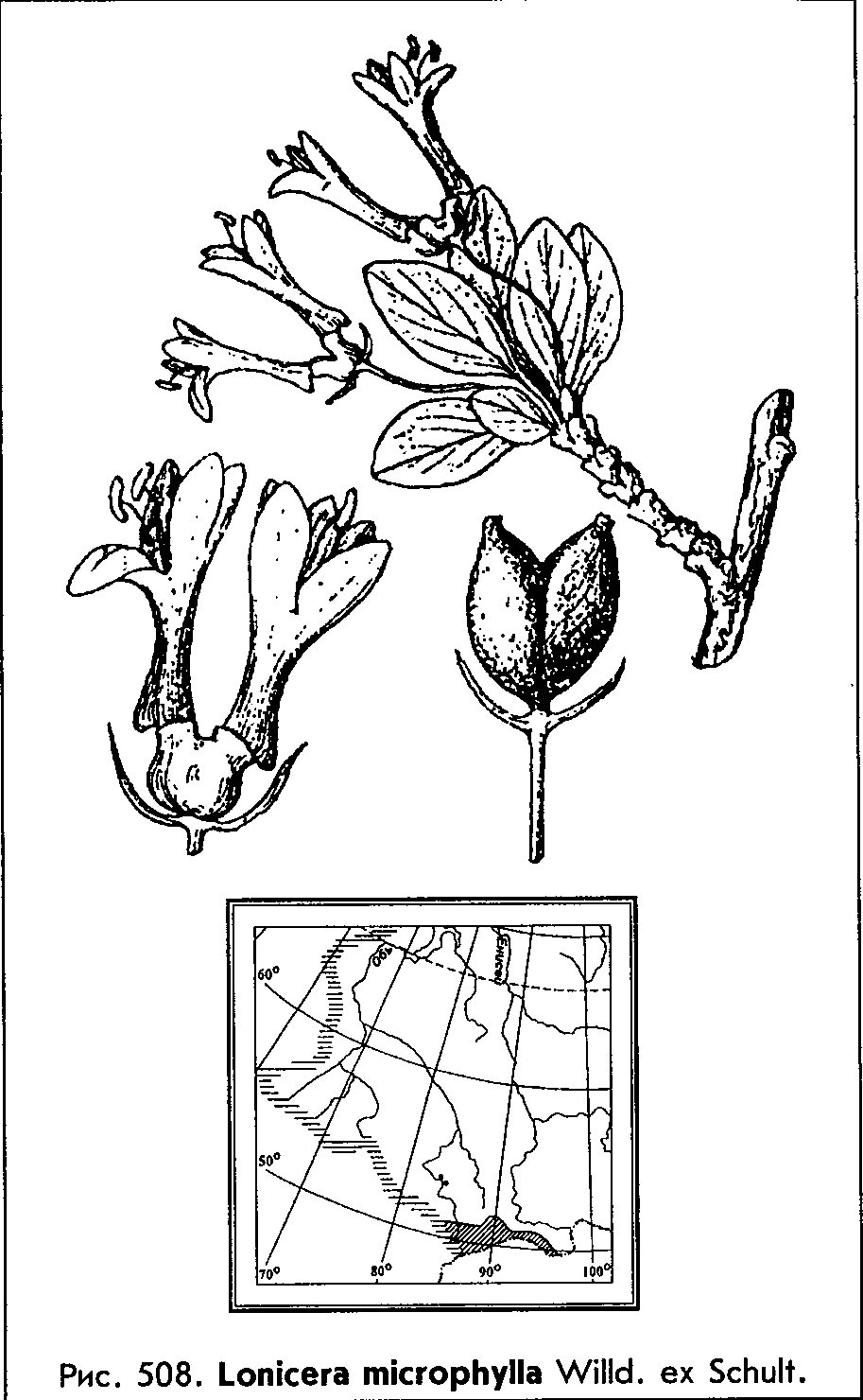 Lonicera microphylla Willd. ex Schult. — Жимолость мелколистная (О) Lonice15