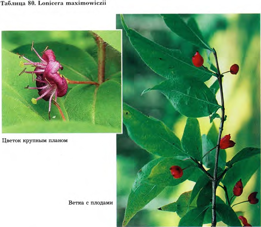 Lonicera maximowiczii (Rupr.) Regel — Жимолость Максимовича (Ш) Lonice16