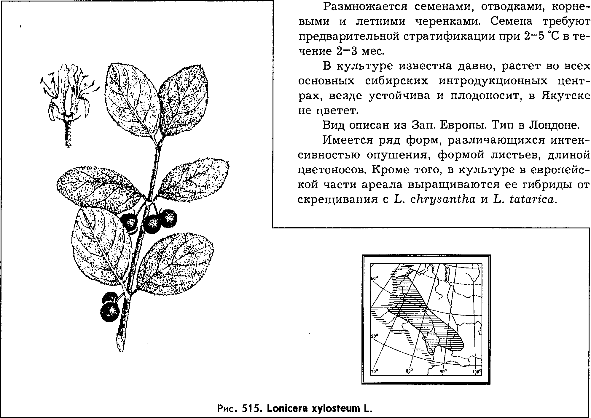 Lonicera xylosteum L. — Жимолость обыкновенная (Ш) Lonice18