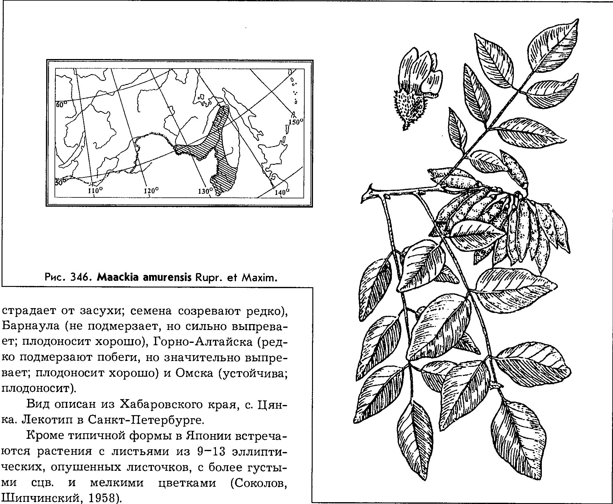 Maackia amurensis Rupr. & Maxim. — Маакия амурская Maacki10