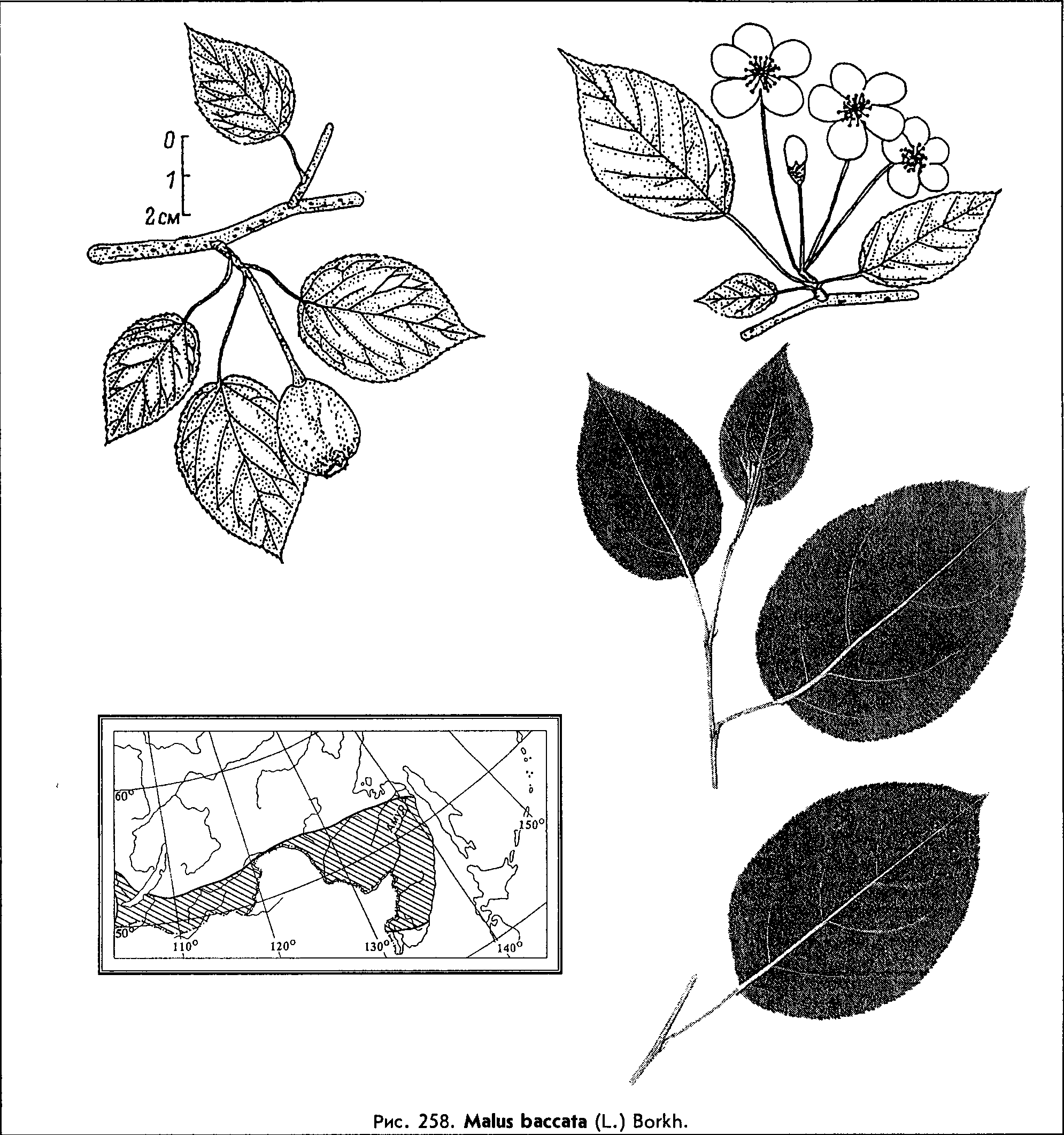 Malus baccata (L.) Borkh. — Яблоня ягодная (Ш) Malus-10