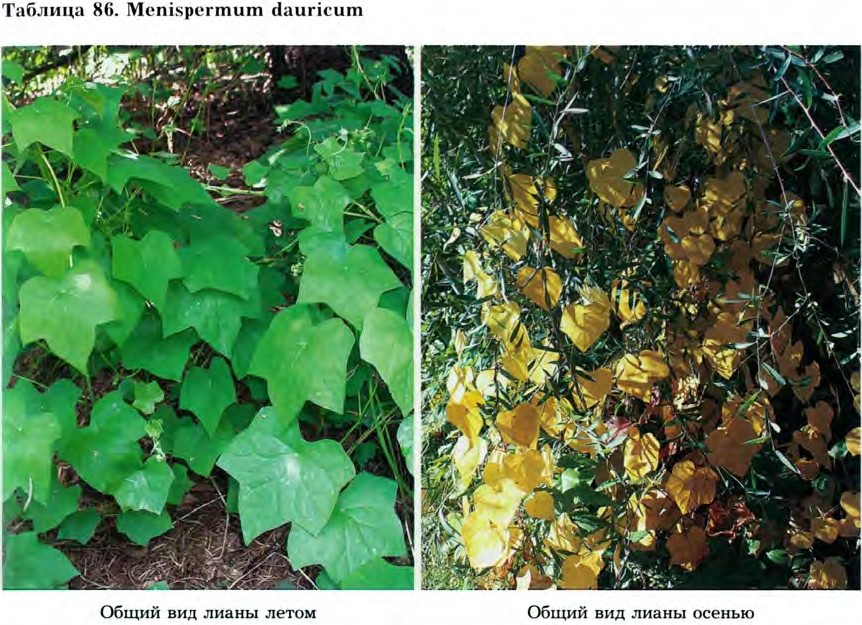 Menispermum dauricum L. — Луносемянник даурский (Ш) Menisp10