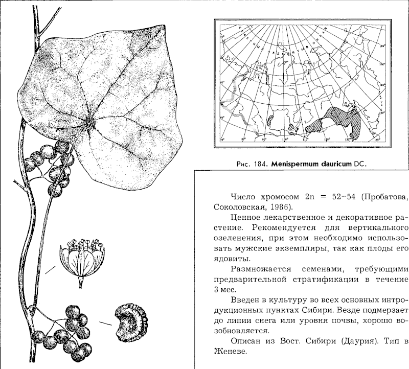 Menispermum dauricum L. — Луносемянник даурский (Ш) Menisp10